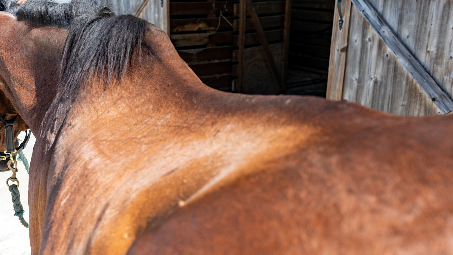 Top Line Score D = loss of musculature along the spine from the withers to the rump (croup). Horse C - BCS 2 - Very Thin ~ Emaciated. The skeleton is clearly visible but there is still a little fat tissue under the skin and the horse has some vitality to the skin. There is a space between the inner thighs.