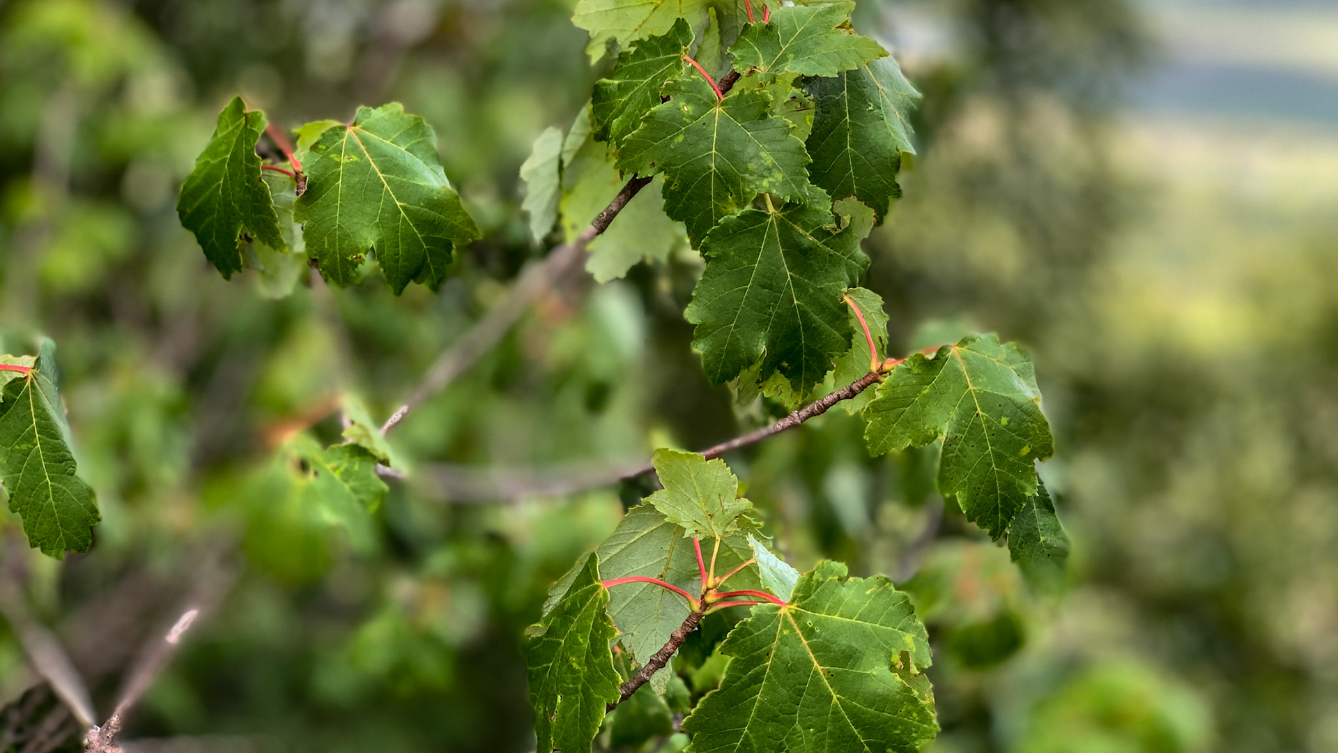 Red maple leaves with jagged edges and segmented red stems - taken in August.
