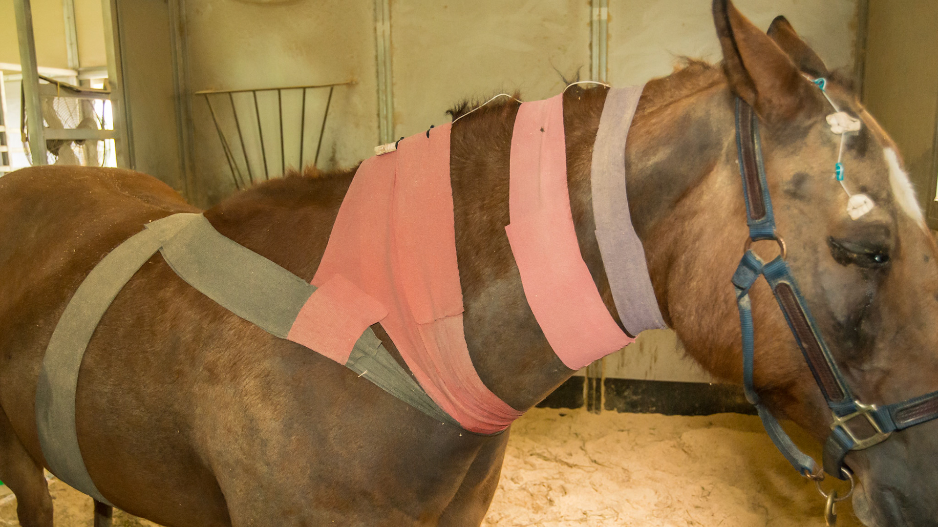 Subpalpebral (under the eyelid) medication administration system allowing medications to be administered into the port at the horse withers rather than directly into the eye.