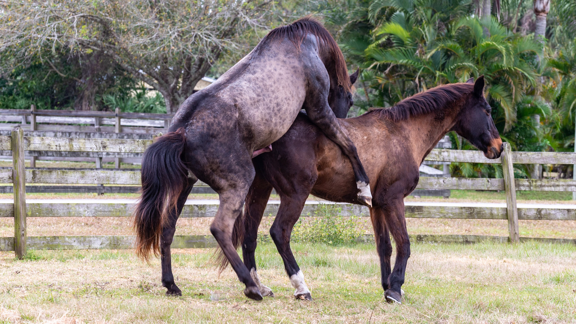 9/25 - She is backing up into him trying to help, but while he is in good position up front, he is still not up high enough.