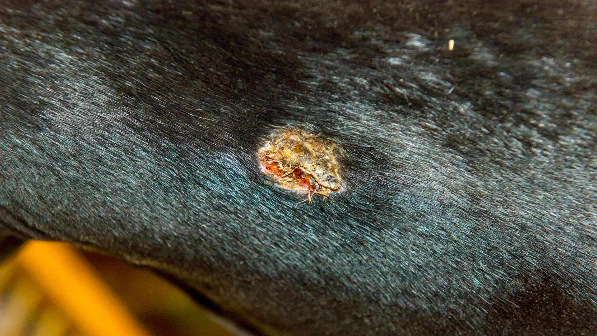 Equine sarcoid at the girth position directly at the bottom behind the front legs. This one has been treated with Xxterra and is healing well, but is still where the girth strap goes. Add a generous amount of slippery ointment (Furacin ointment works well) and cover the girth in this area with plastic wrap.  The girth will no longer rub over the sarcoid but will hold the saddle on the horse.