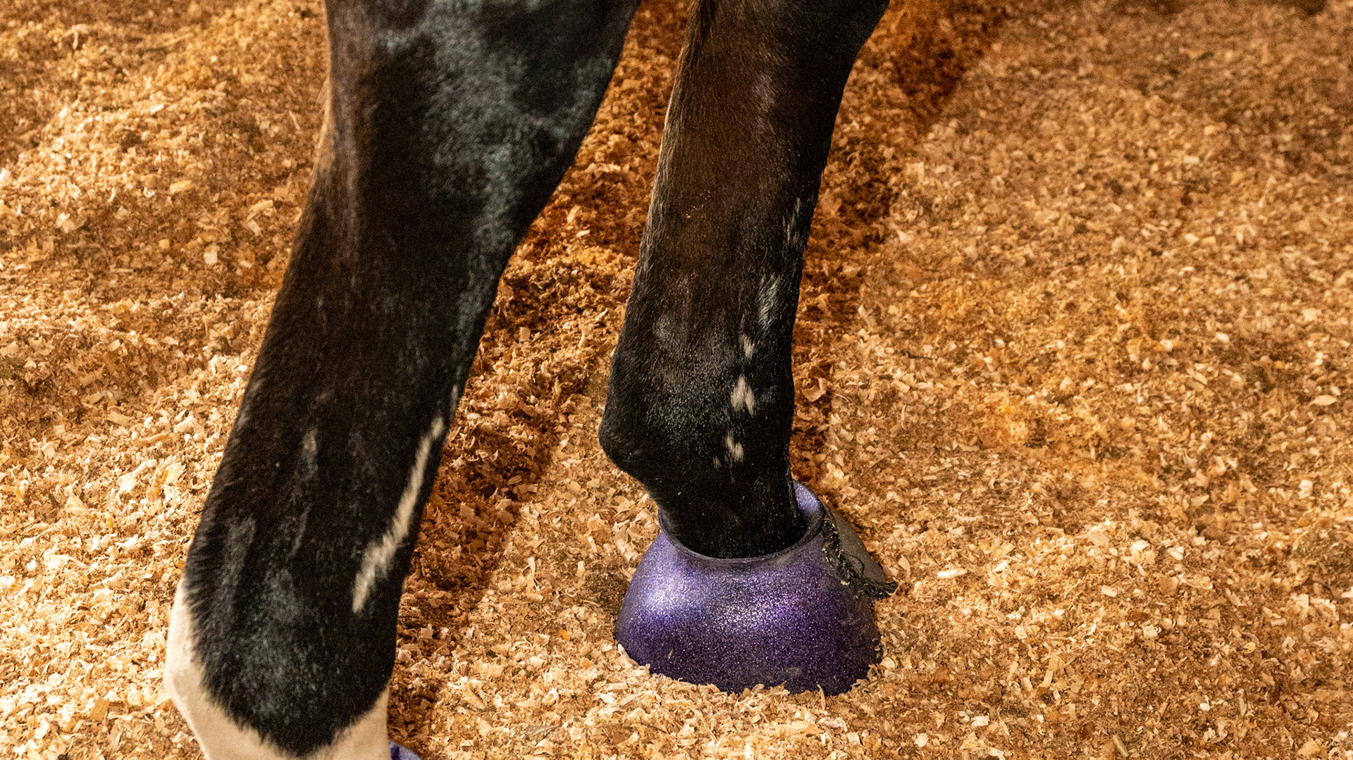 White scar hairs on cannon bones