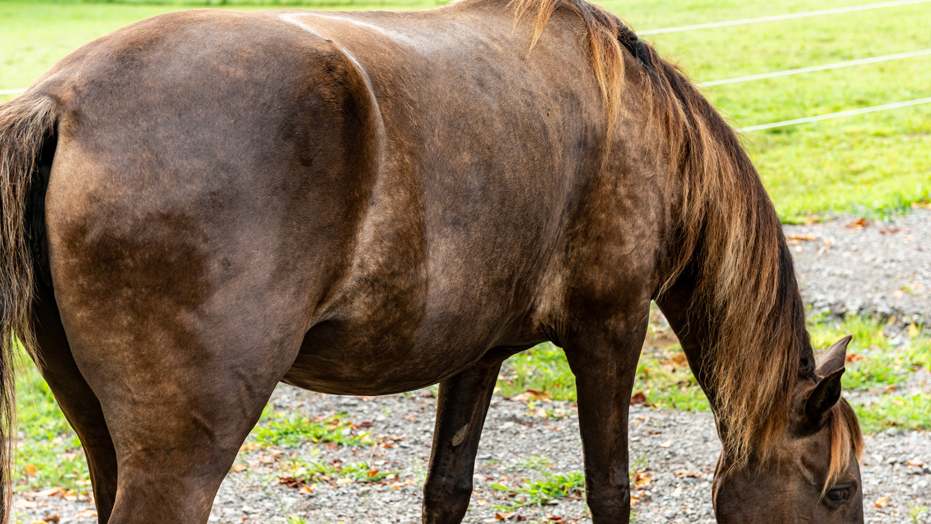 Dapples and an unusual hair coat on a registered Mountain Horse.