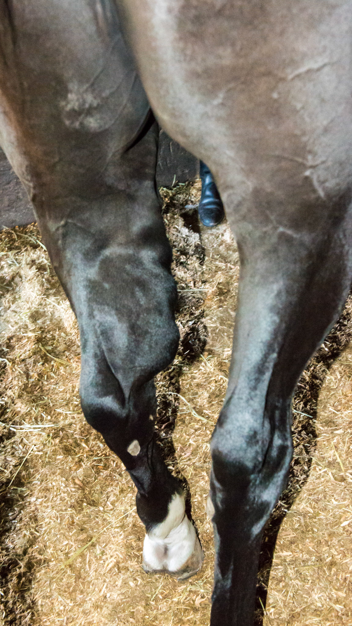 This is an "undiagnosed" injury caused on a July 4th evening many years ago where the fireworks caused this horse to run to exhaustion..  He is sound and is successfully competing in dressage with this leg. Unfortunately about 2 years after this photo he was euthanized.
