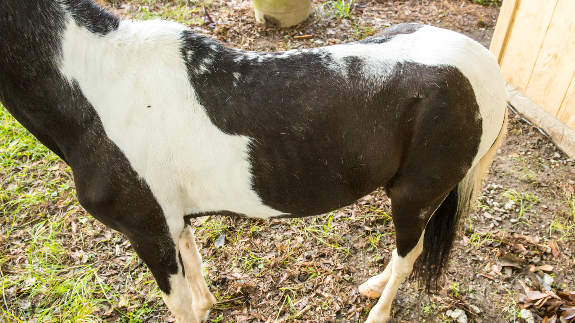 Horse B - BCS 4 - Moderately Thin - Spine ridge and rib outline are visible. The tail head may be visible.