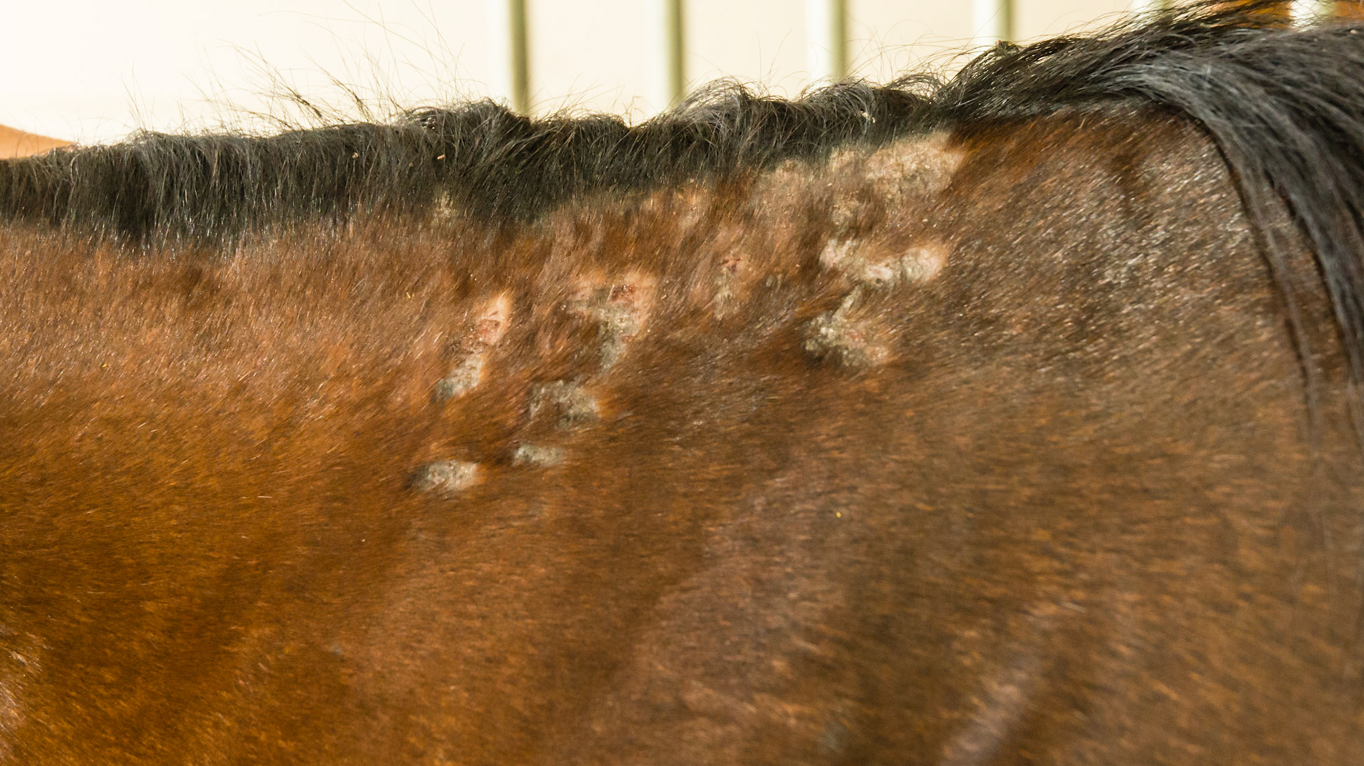 Horse B - culicoides (biting midges) sensitivity on the neck.