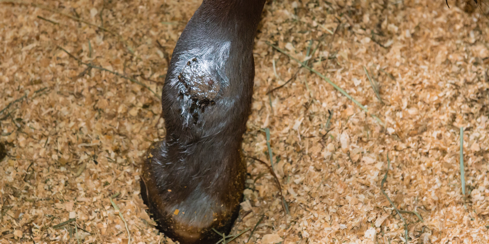 Horse E - Summer sore treated with silver Alumasheild - keeping things in check