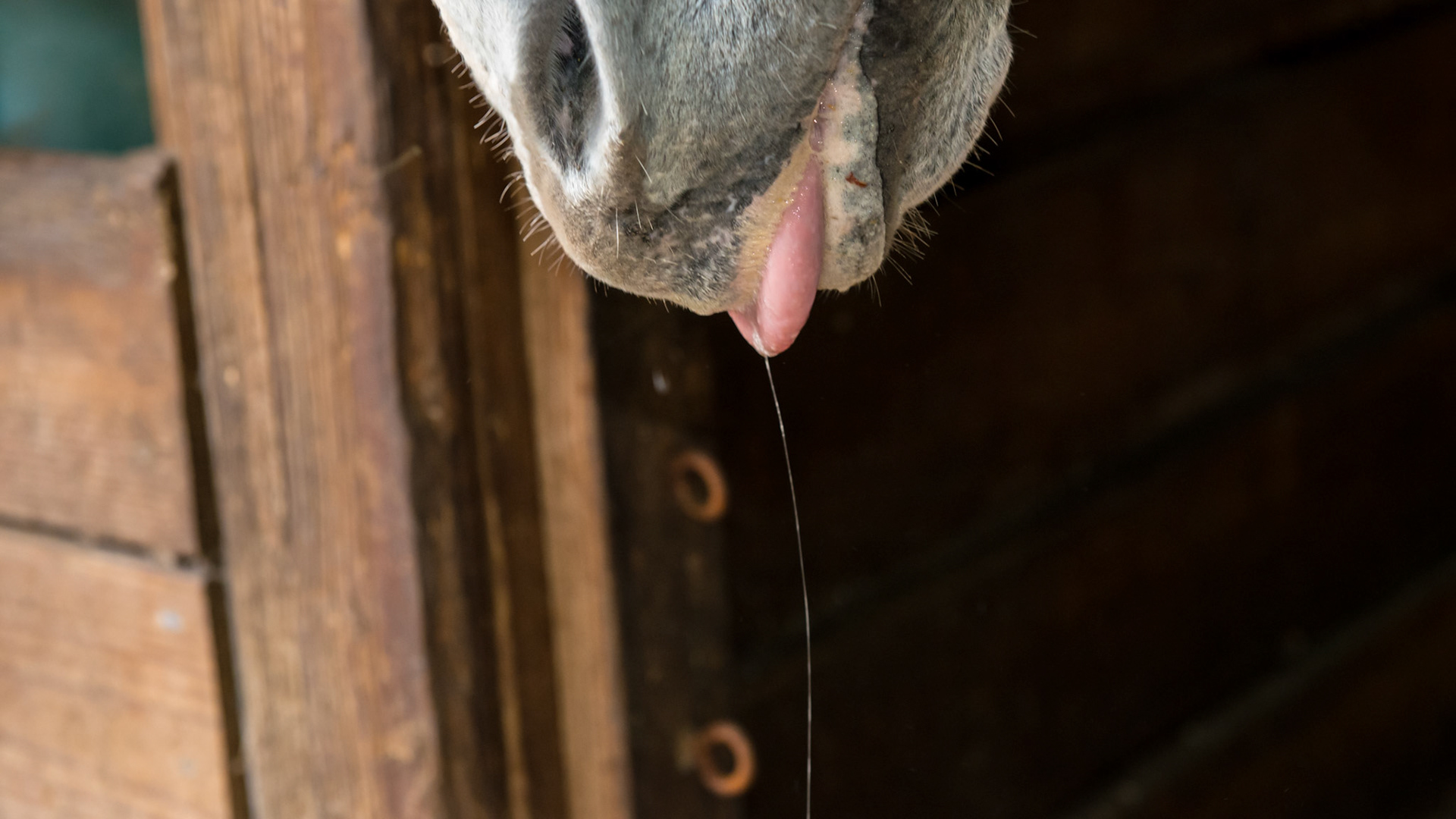 This horse could not chew, was drooling, and kept his tongue stuck out.  He was inappetent and his gums were pale and he was depressed. There were no tooth abnormalities. After the dental exam, he immediately went back to chewing and acted hungry for grain and hay, though it lasted only for a few hours. The teeth were sharp but there were no ulcers. UNFORTUNATELY, he was euthanized 2 days later.  There was no autopsy. He was currant with his rabies vaccinations. There was no clover in his paddock.