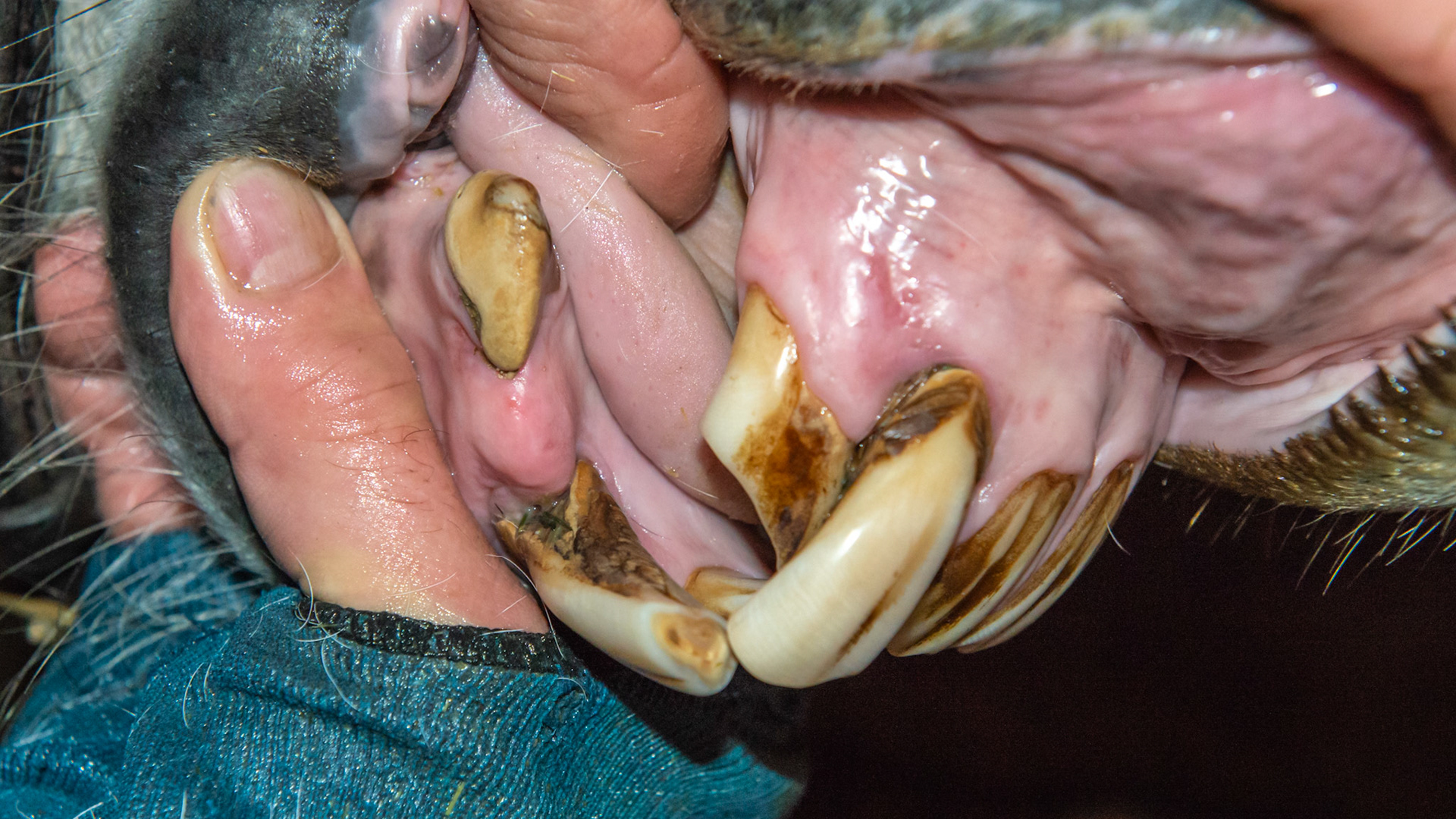Incisor extraction horse - #102 and 402 displaced and loose from EOTR-H.  They wiggle with finger pressure and are also painful.