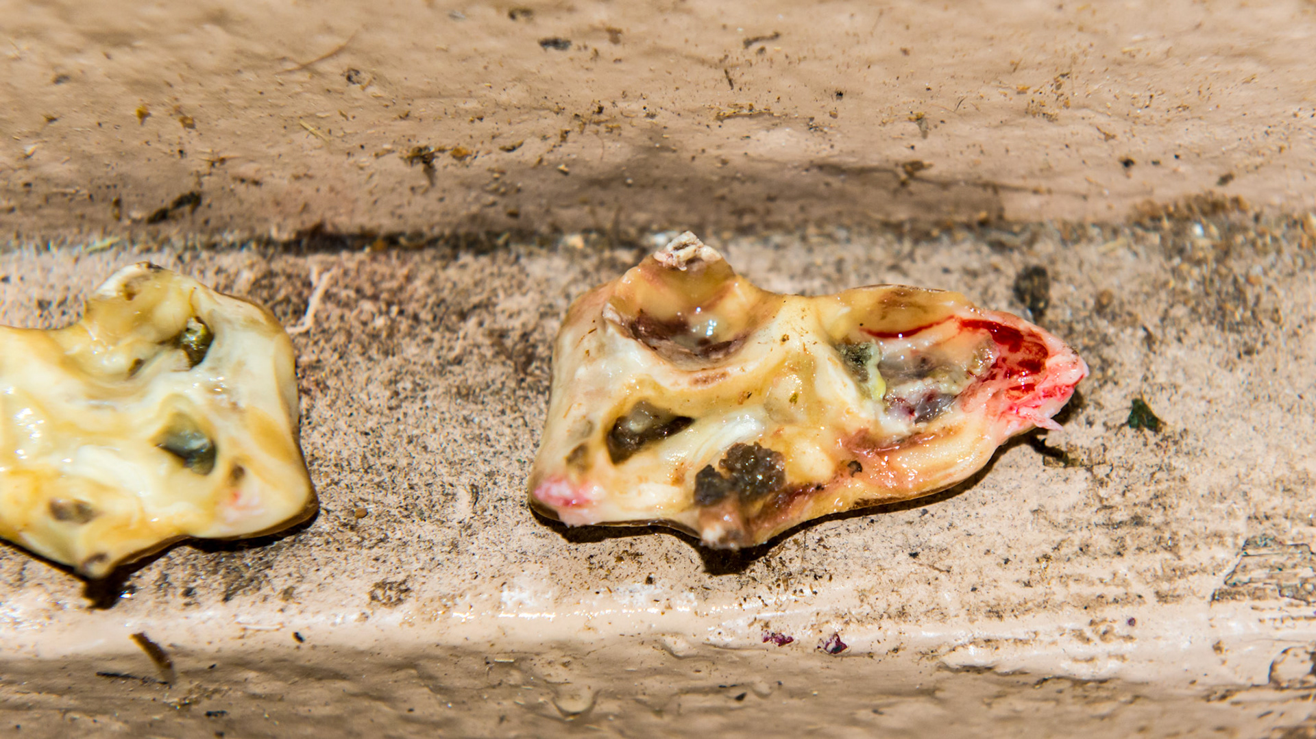 The underside of a mature cap becomes filled with green fermenting food.  This causes the classical smell found in young horses with caps ready to come out.  The small bloody area is where the cap was still attached to the gum.