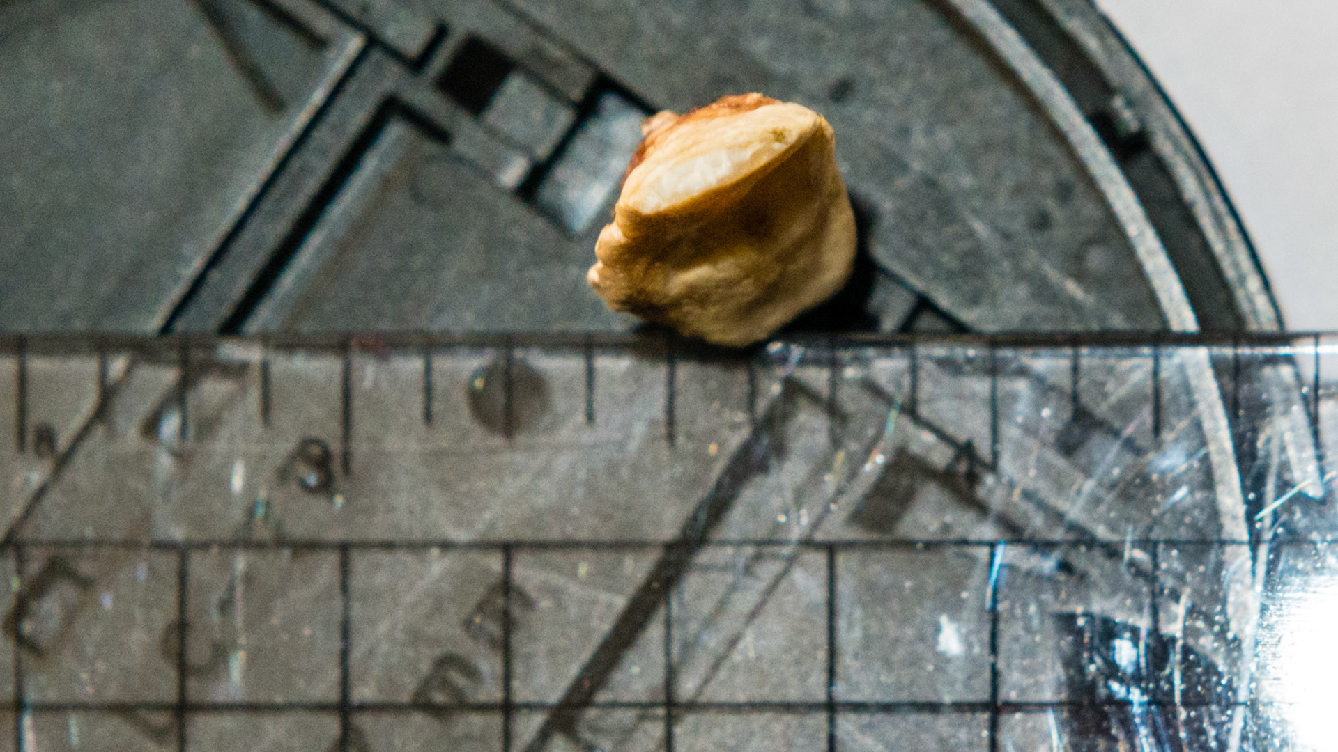 This cheek tooth fragment had been licked smooth and to a razor edge - evidence that it had been long standing in this very old  horse's mouth.