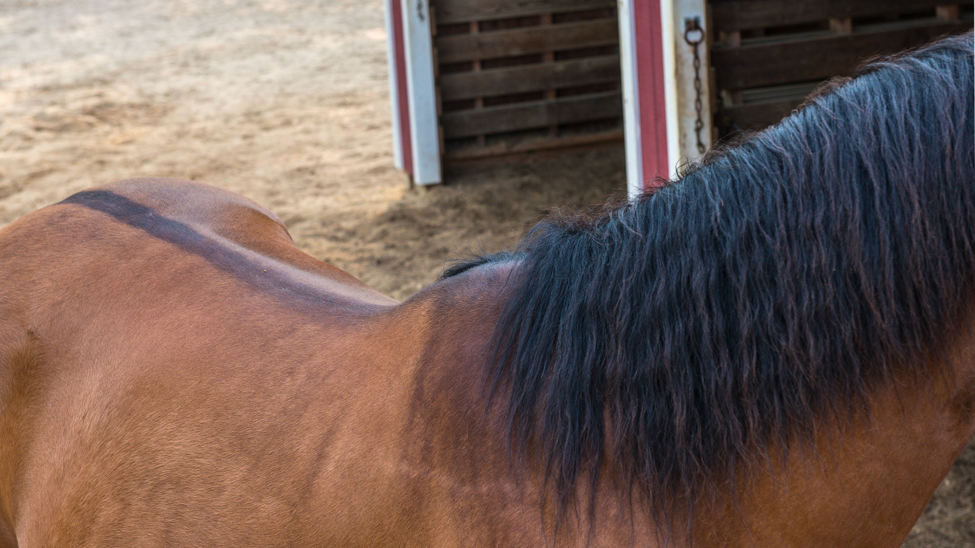 A dorsal stripe on a horse.
