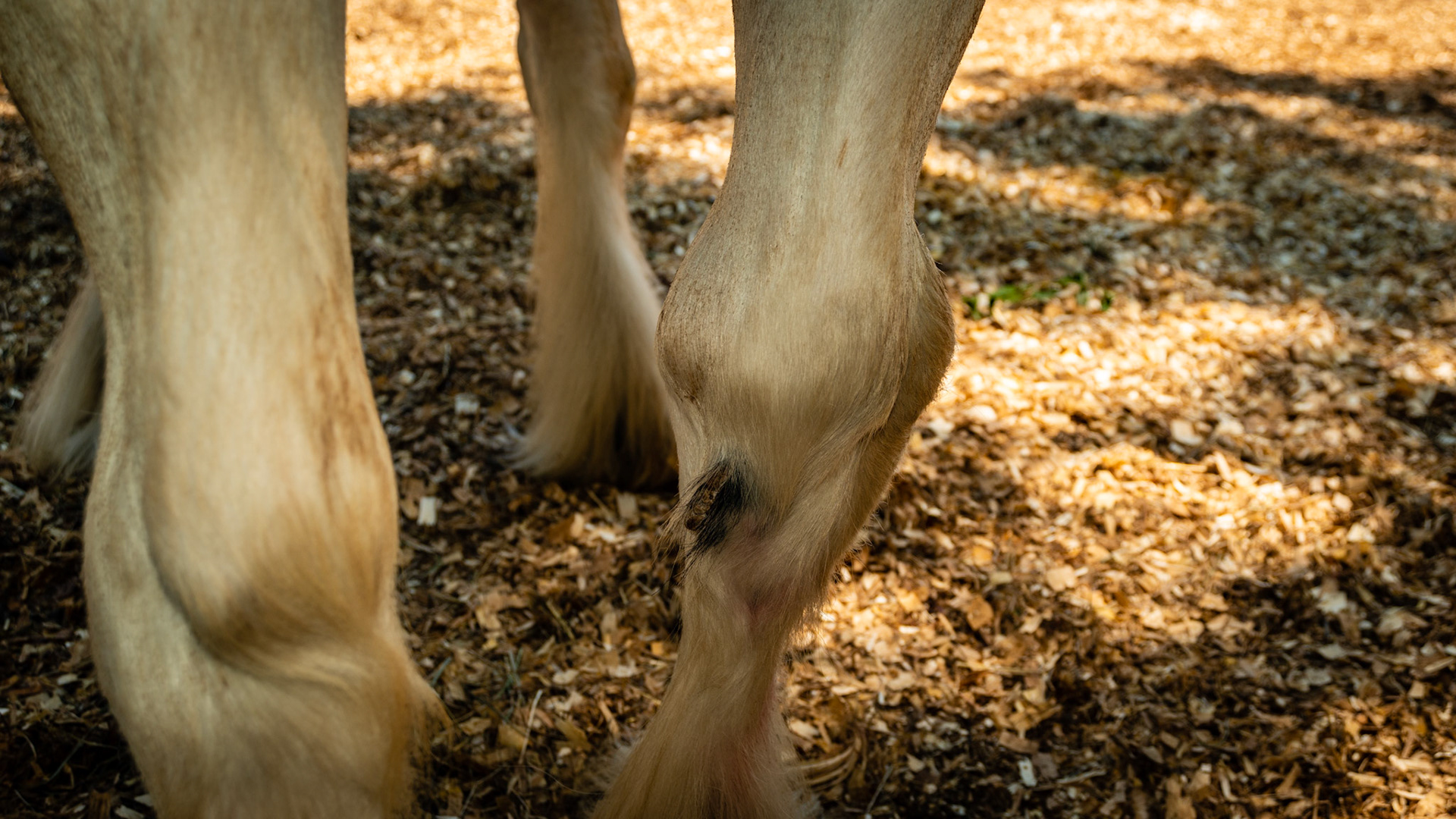 5 yr Gypsy Vanner. OCD surgery right hock with collapsing varus deflection of left fore.