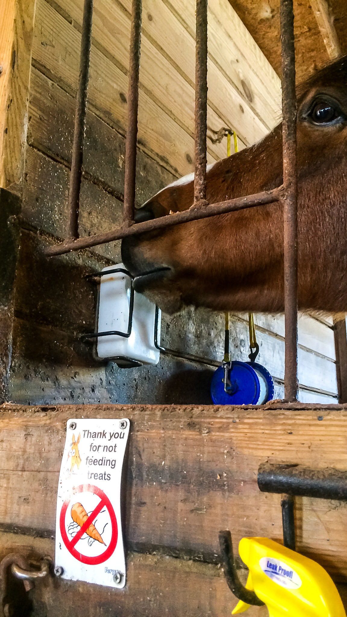 Salt licks can be added to a wall hanger. These often become rusty with sharp edges or crushed when left empty.