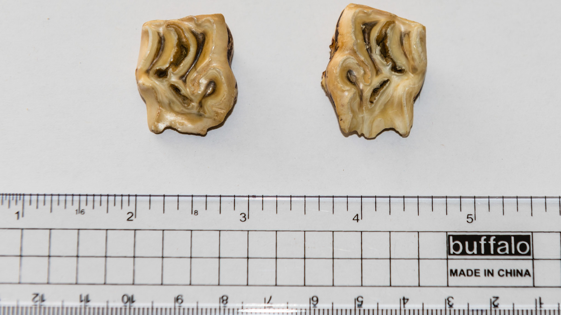 These are examples of broken cheek teeth caps. The broken edge can be very sharp causing discomfort in these horses.