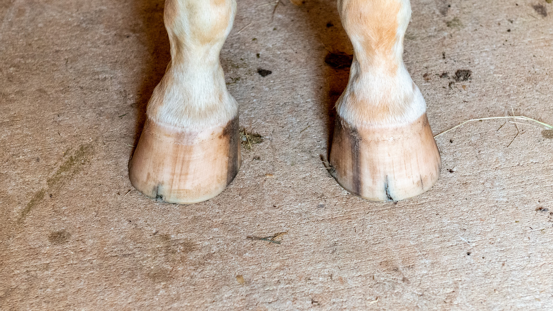 Horse B - The right hoof toes out causing the medial toe to become longer because he breaks over the lateral toe. The point of breakover is causing a lateral toe split. The LF is breaking over the medial side causing the medial wall to chip and a medial toe crack.