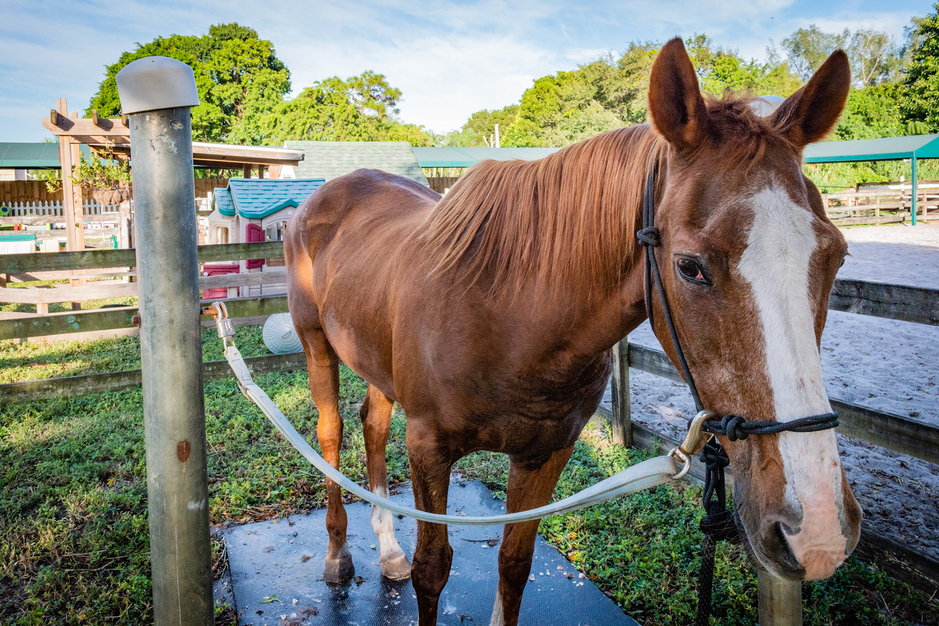 Underweight and signs of protein deficiency including deformed hooves, hoof cracks, poor hair coat and poor top line.g