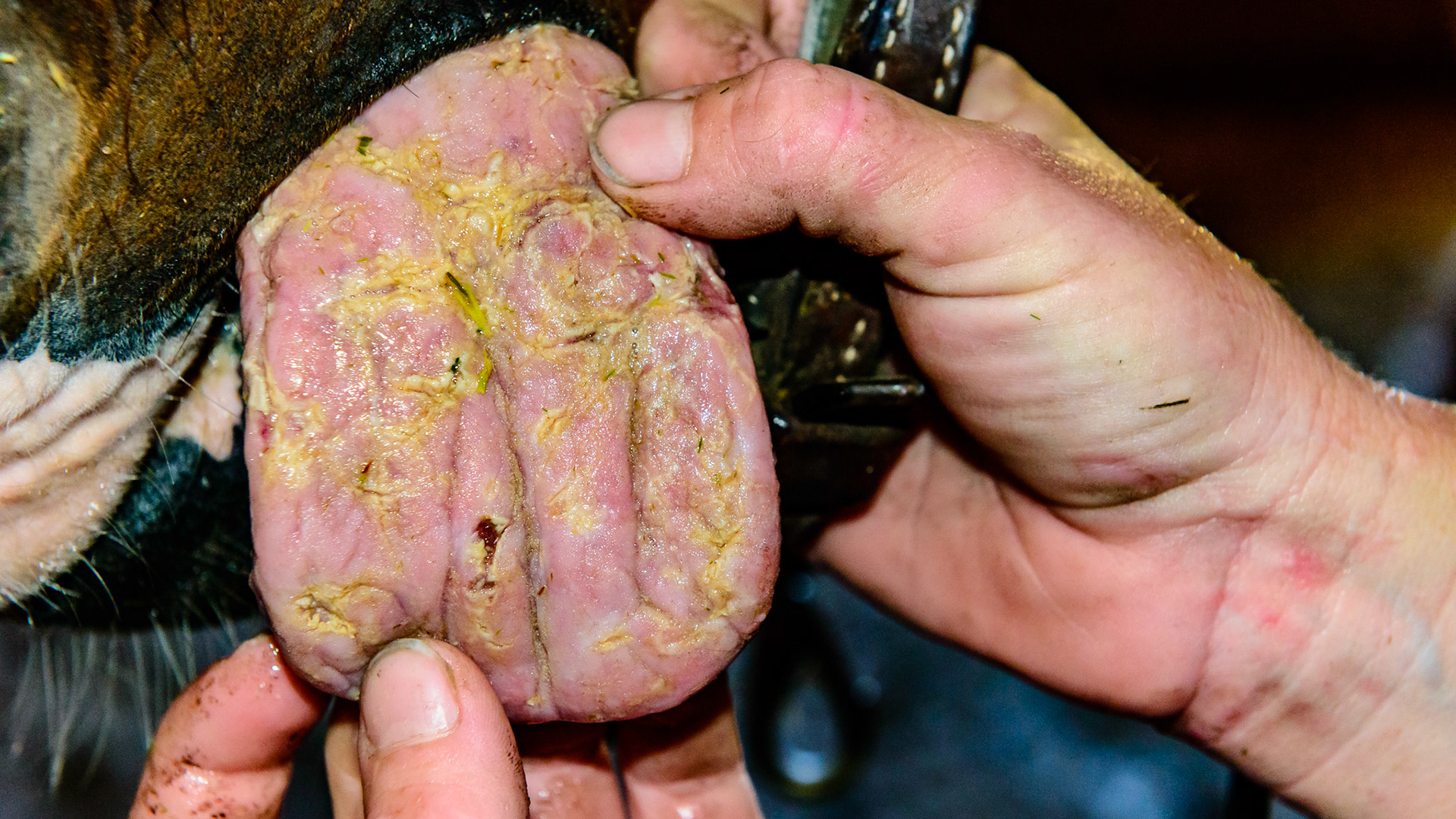 Severly cracked tongue - not bothering this horse.  An incidental finding with an unknown origin.