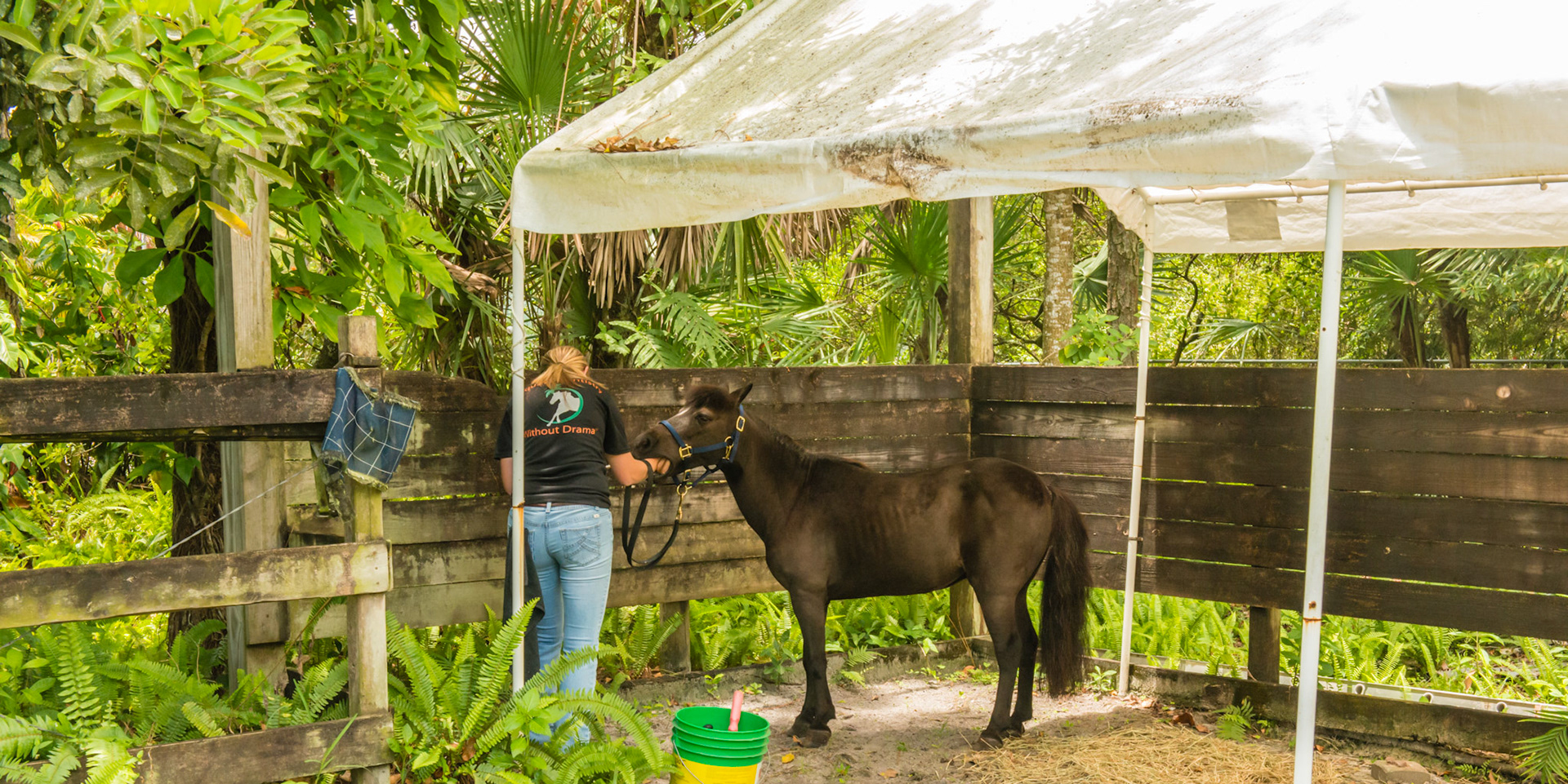 A simple tent provides shelter for this horse.