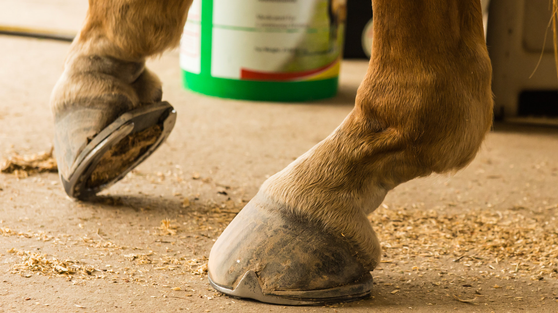 DSLD or degenerative suspensory ligament desmitis (dropped fetlocks). This horse with wedges is more comfortable, however, he did not want to stand with full weight on these hind legs at the same time.