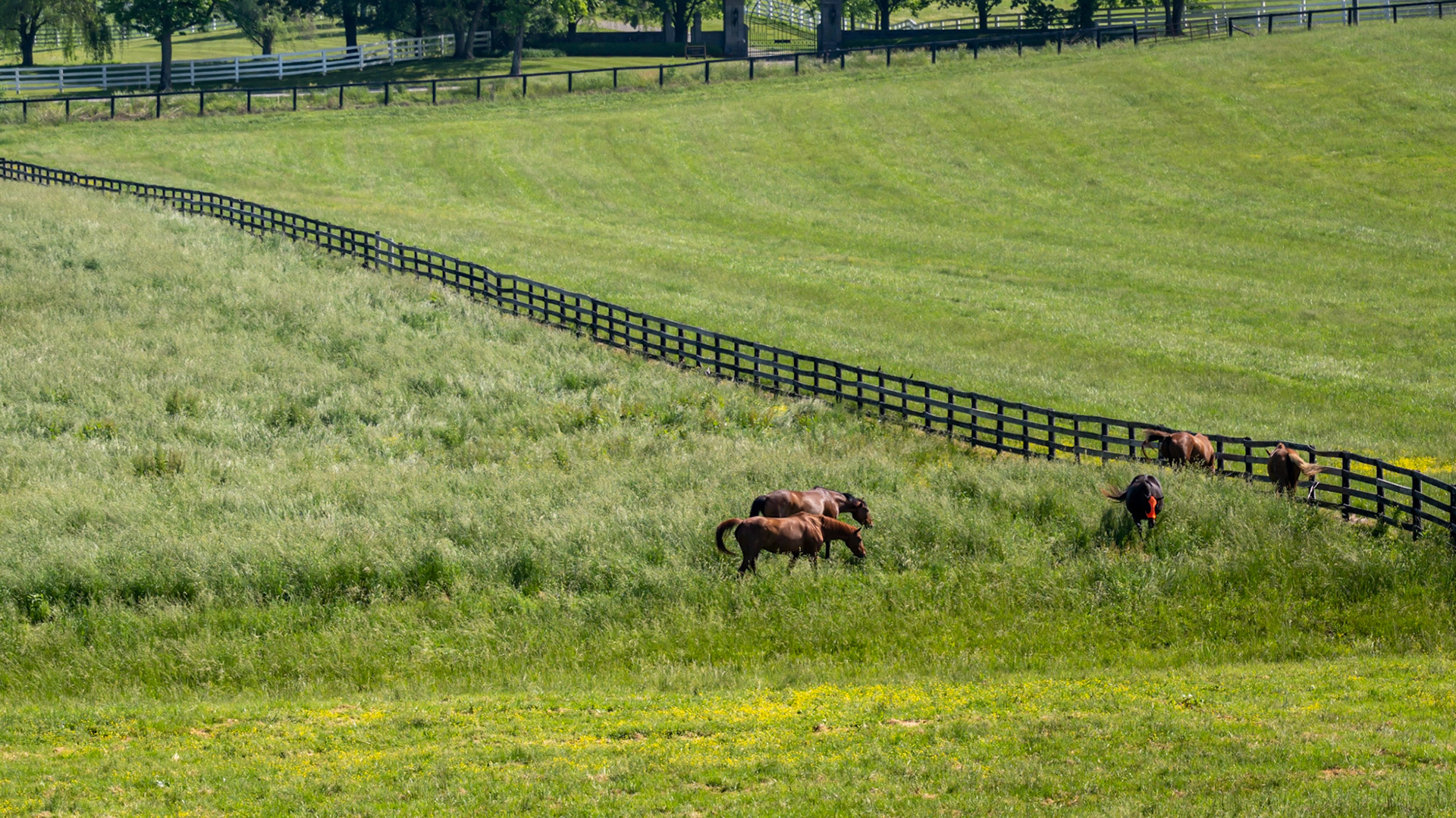 Horses knee high in late spring pasture.