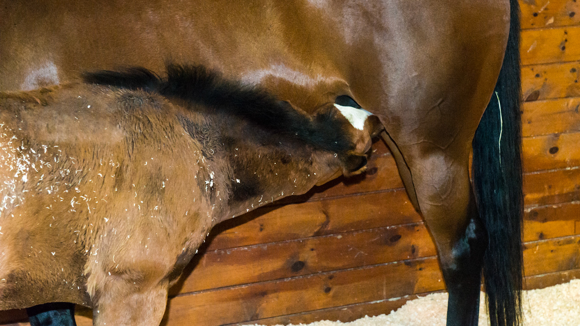 Foal nursing its mother. This is the normal position. Note the head is level, even slightly lower than the body. This prevents aspiration pneumonia. When humans bottle feed a foal they often make the mistake of keeping the head too high causing the death of the foal.