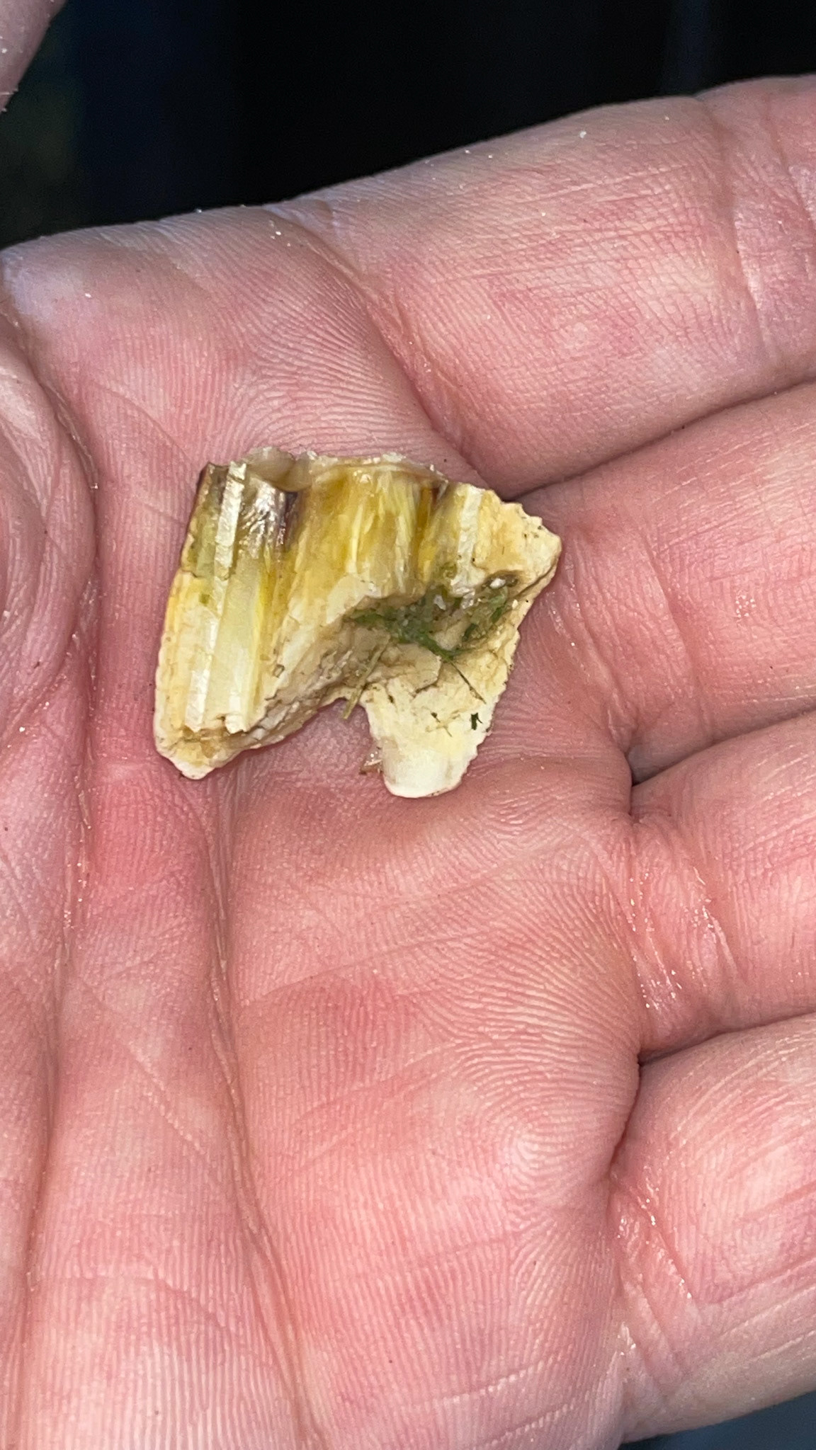 A thin, sagittal fracture piece from a cheek tooth: 3 views