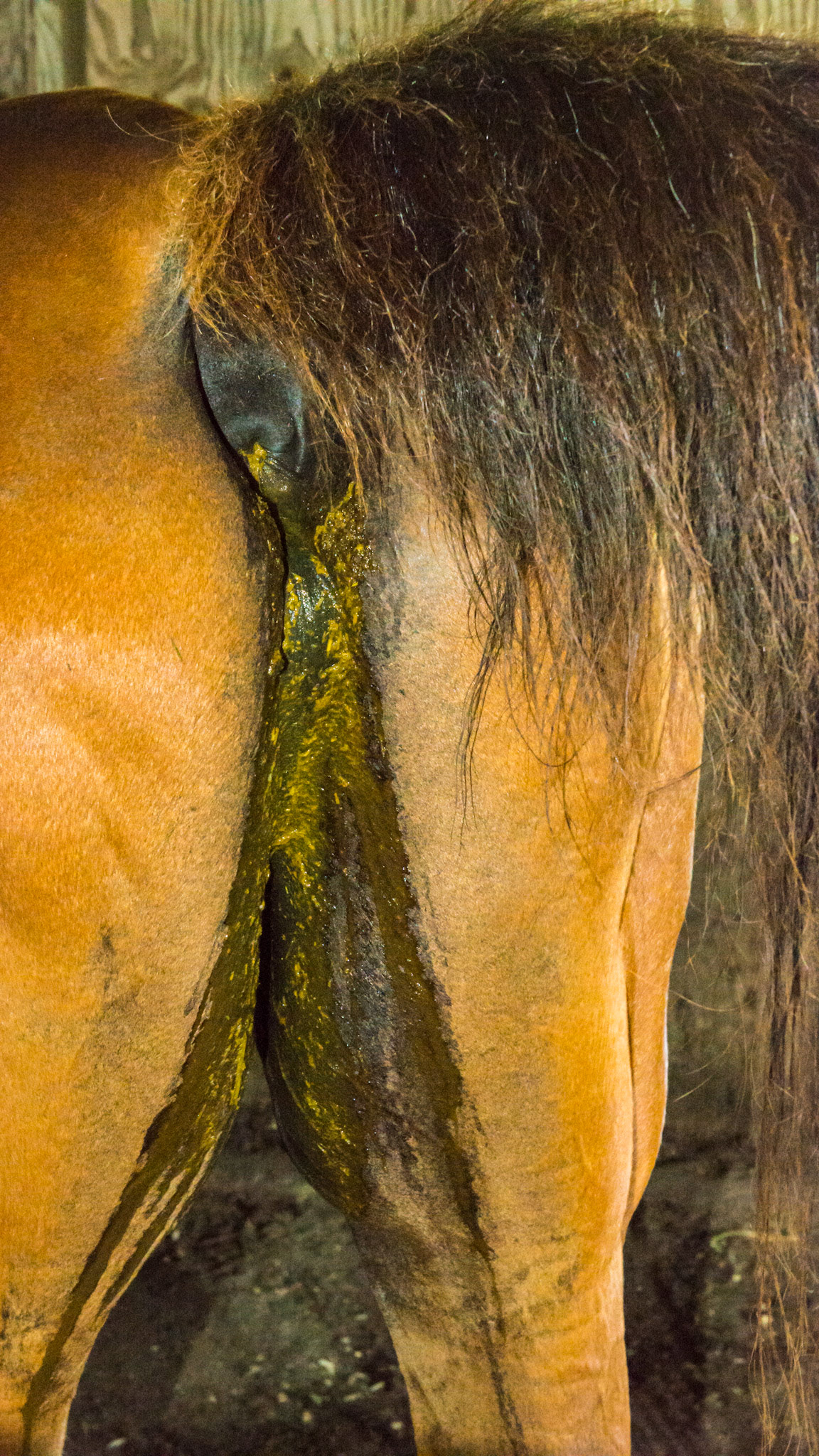 A 29 yr old with about half his teeth missing. Can eat hay cubes and pellets and grain. Owner changed company brand of alfalfa cubes and this resulted in diarrhea.