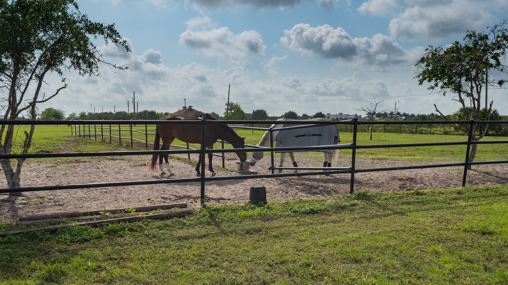 Automatic water dispenser permanently set in between 2 paddocks. A dangerous set up.  Pipe fencing is used on this FL farm - very unusual for this area.