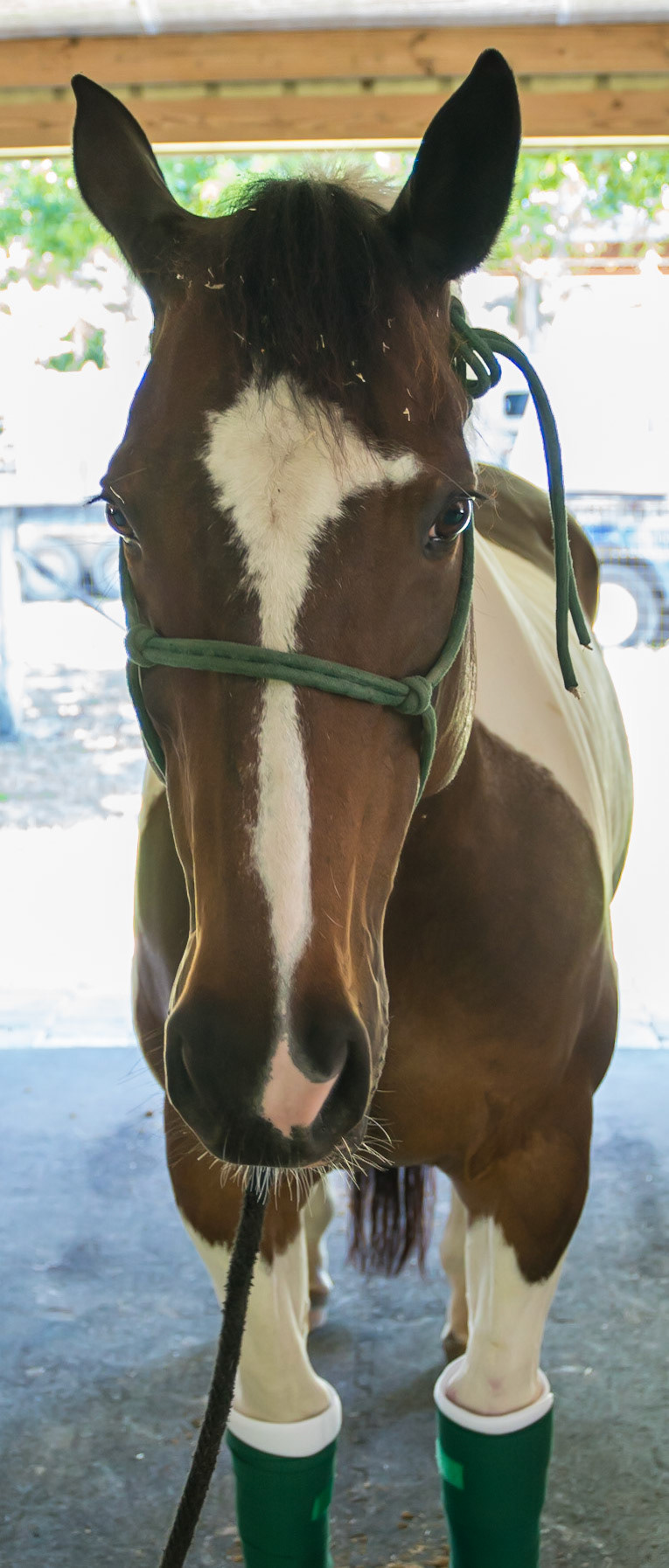 Bay and white skewbald tobiano