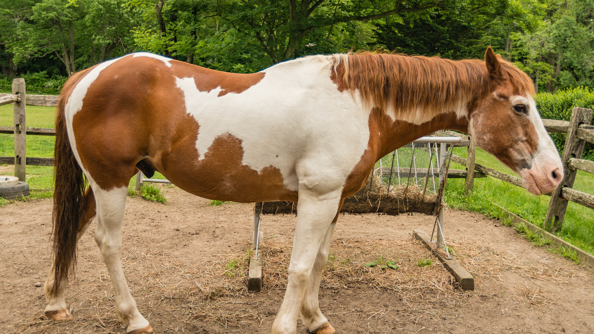 Horse C - BCS 5 - Moderate ~ The spine and ribs cannot be seen but can easily be felt with a light touch.  The withers, shoulders, and neck are smooth and rounded.  Fat can be felt at the tail head