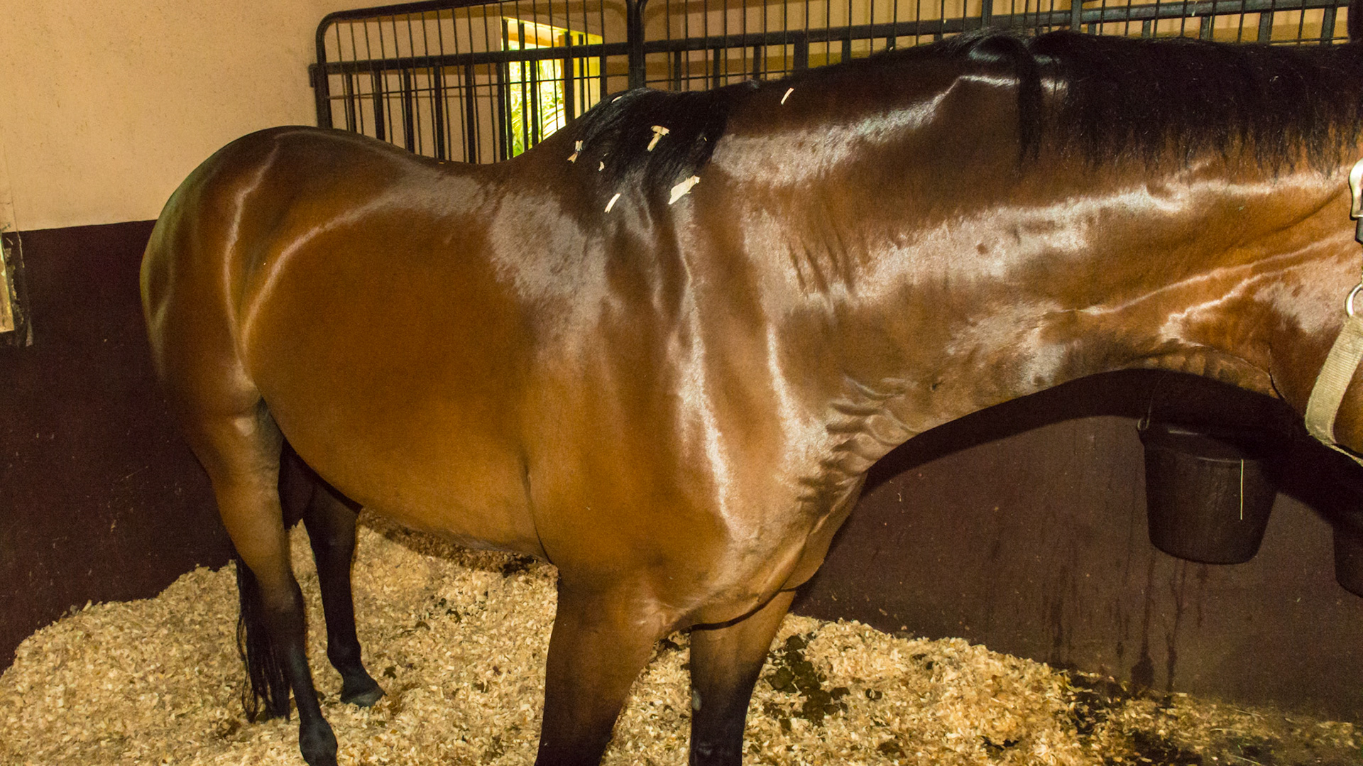 Horse K - Horse belonging to abnormal incisors with BCS of 6 and shiny coat. Cheek teeth in excellent shape.