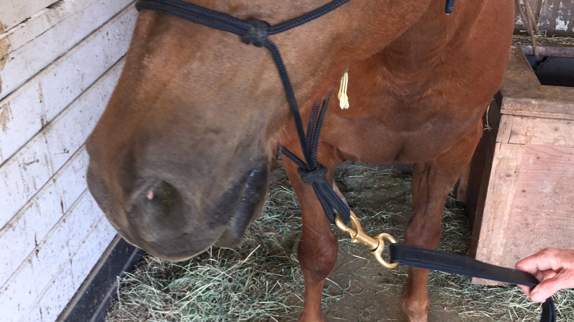 EOTRH horse 24 -  A severe case with an inability to clear the grass trapped under his upper lip. The thickening of the 201 incisor is extreme and the gum texture is roughened.