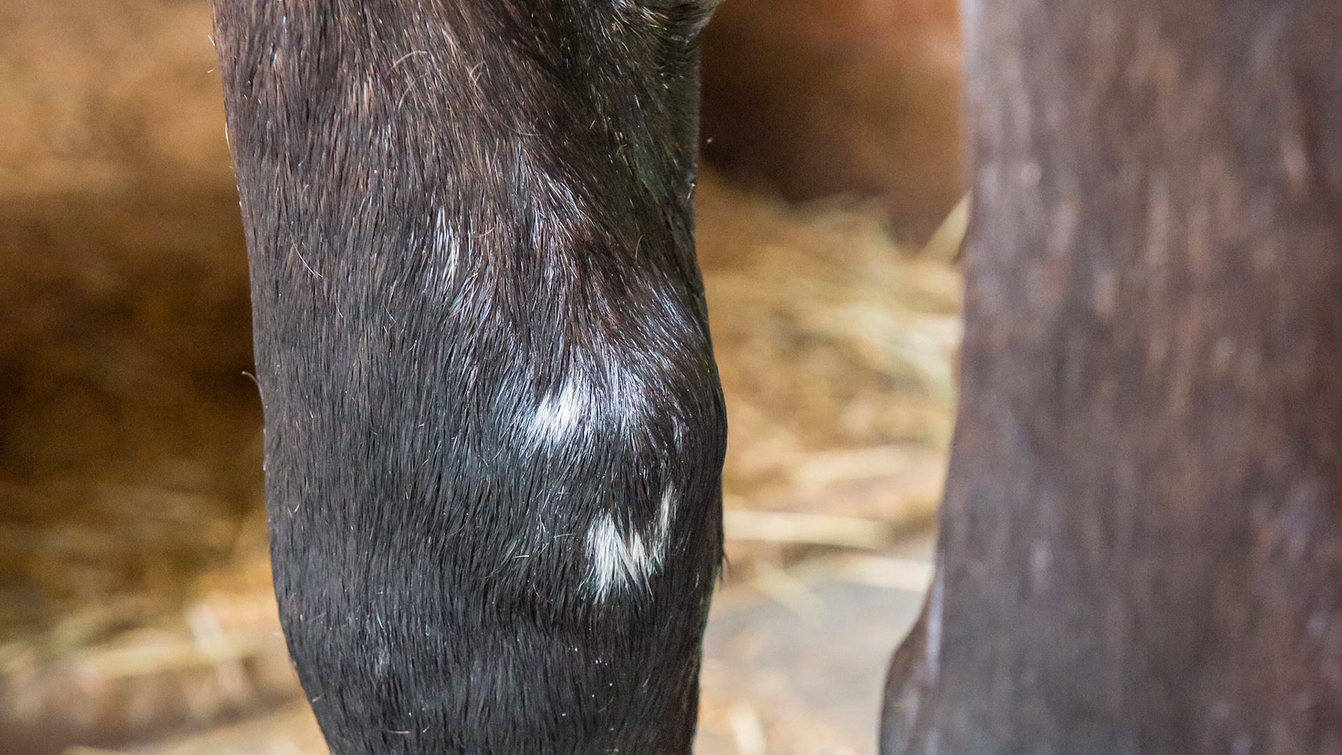 6 yr old Hanovarian that received staple surgery as a foal to correct a valgus deformity in the RF limb.  The 2 white marks are damaged hair from the surgery.  This is the area of the epiphysis of the radius where the correction was made. The white hairs on the mid-cannon are from cast pressure as this horse also wore a cast.