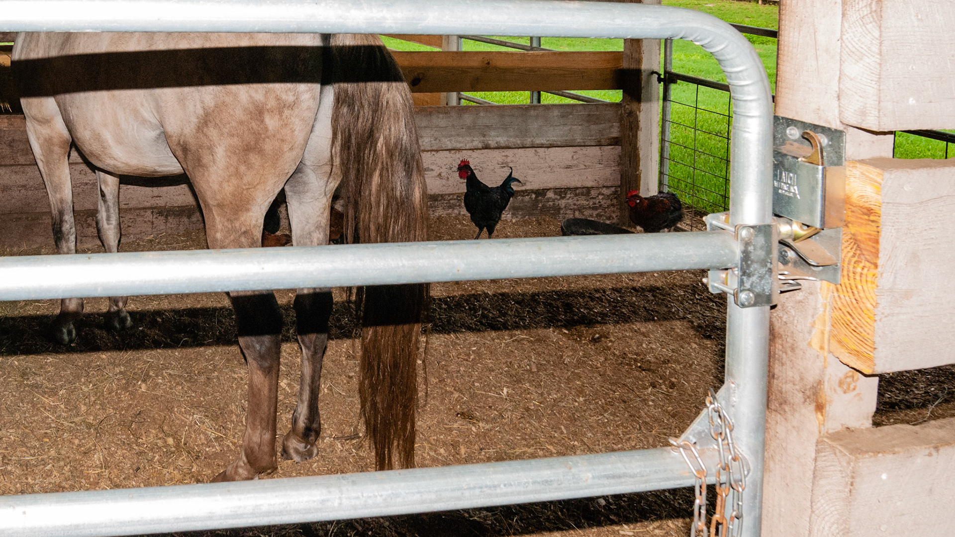 Automatic closing latch mechanism allowing the gate to swing either way.  Difficult for the horse to open.