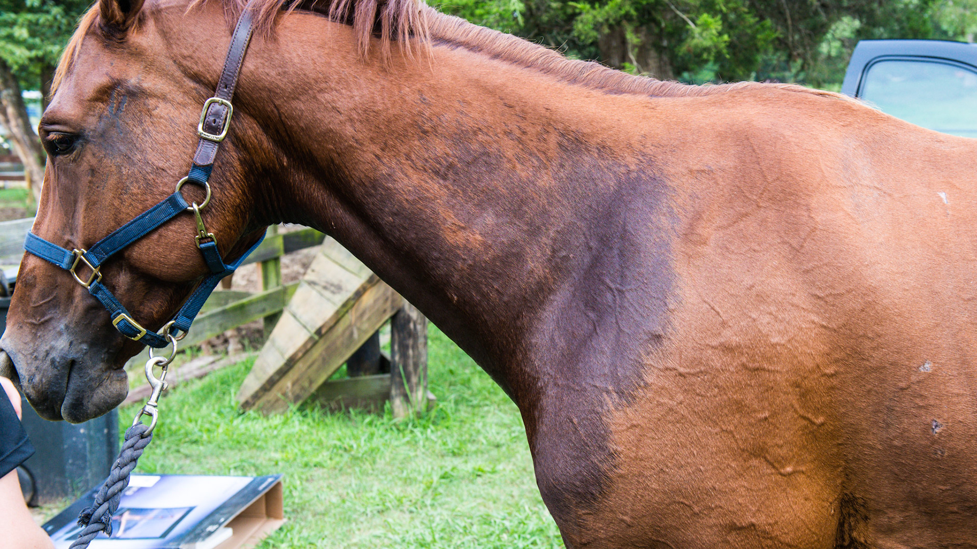 Horse A - Sweat confined to respiratory tract