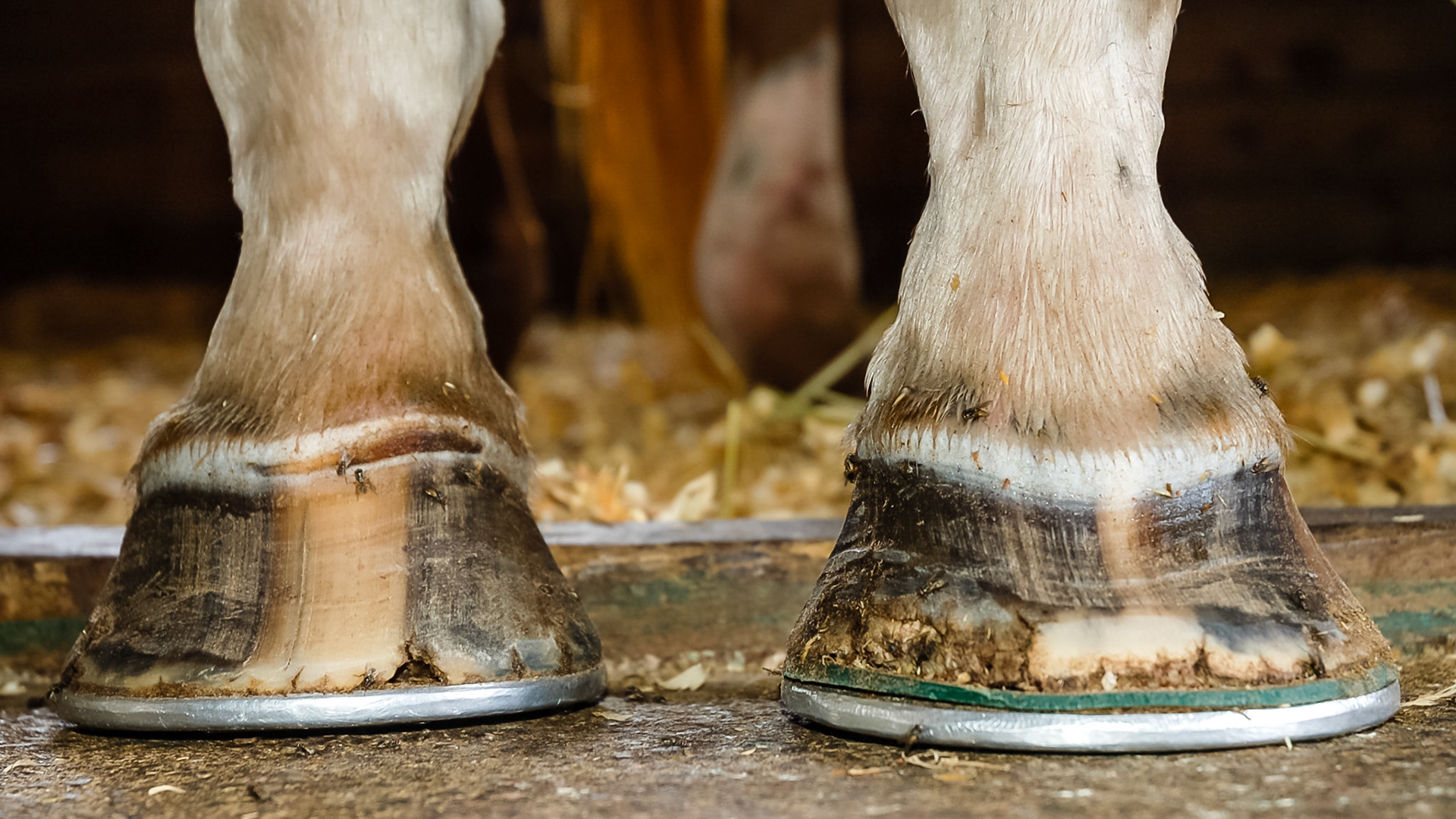 Chronic laminitis in an older Thoroughbred gelding who was never fat (a hard keeper) and also had spontaneous nosebleeds and was neurotic.  Most likely had severe colonic ulcers and was on grain to maintain his weight.  He was euthanized after years of hoof work that never removed his pain or anxiety.