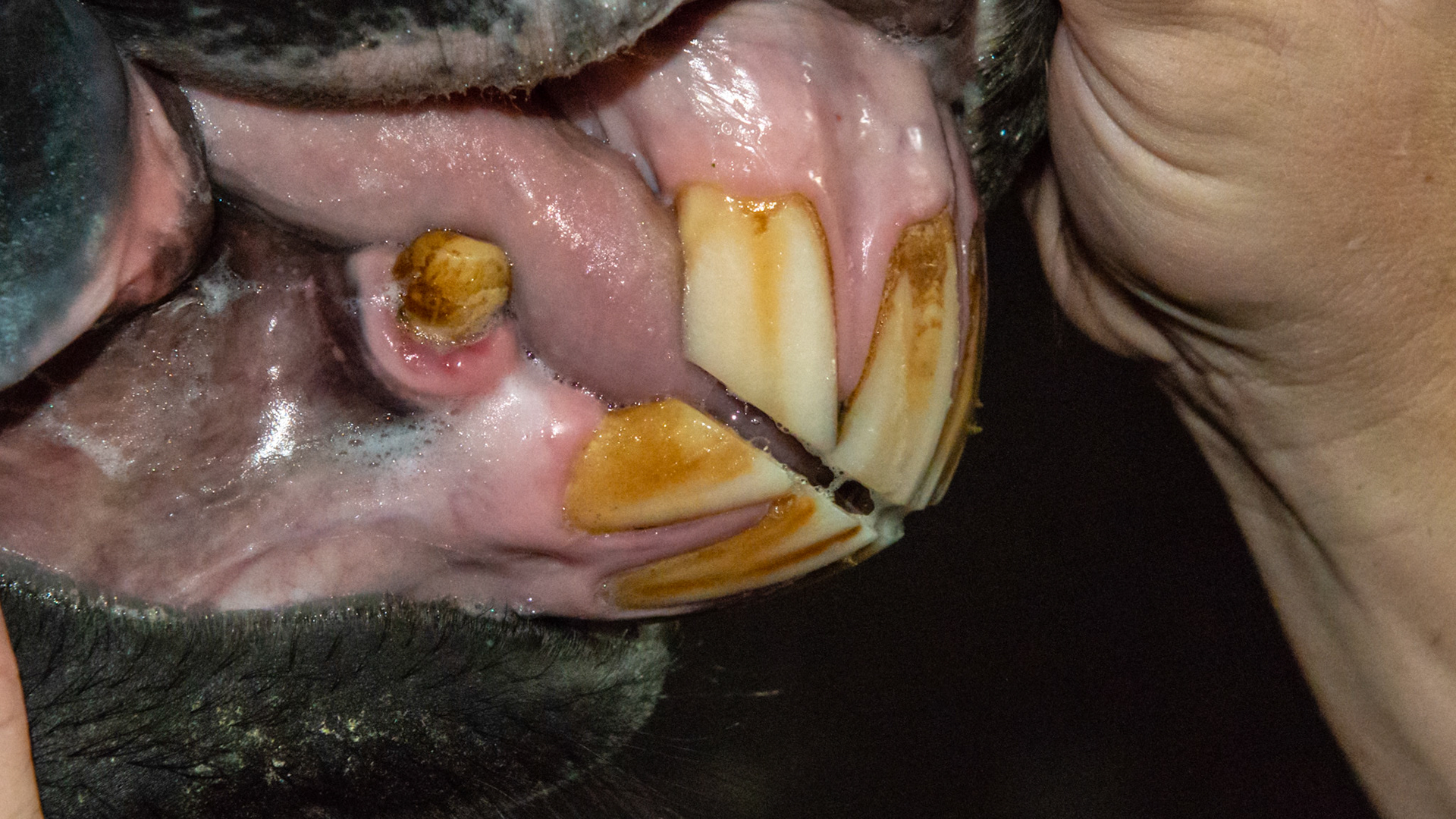 EOTRH horse 9 - 2/14/1997 = 16yr 5mo -  Early stage of EOTRH with  thickening of the gums around the canines, #404 early necrosis, bulbous appearance of incisors. No pain of difficulty in using incisors.