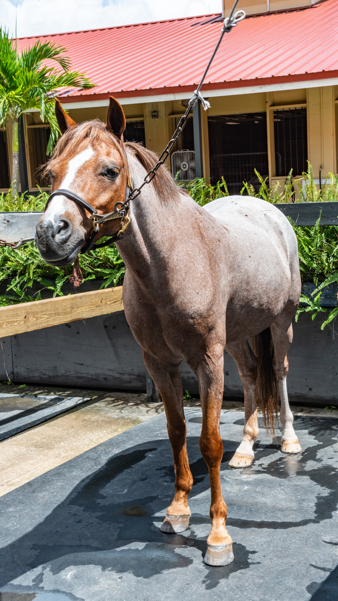 Red roan or Strawberry roan - Solid colored head with white hairs over the chestnut body.  Does not become progressively gray