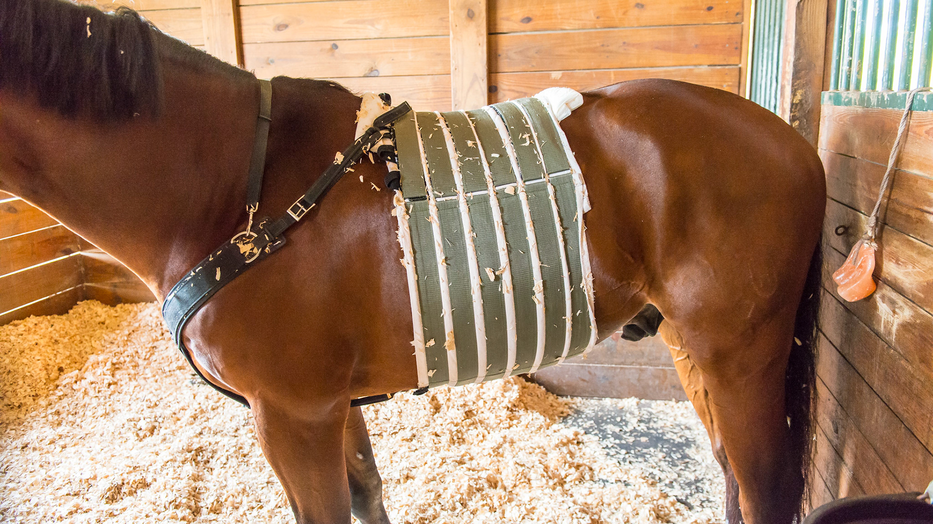 This abdominal bandage or belly band is used to prevent or treat herniation after colic surgery. This is where the surgical incision breaks down (dehisces) allowing the abdominal contents to slip through the muscle and move into the space between the muscle and the skin.  This is life threatening which can be reduced through use of this bandage.