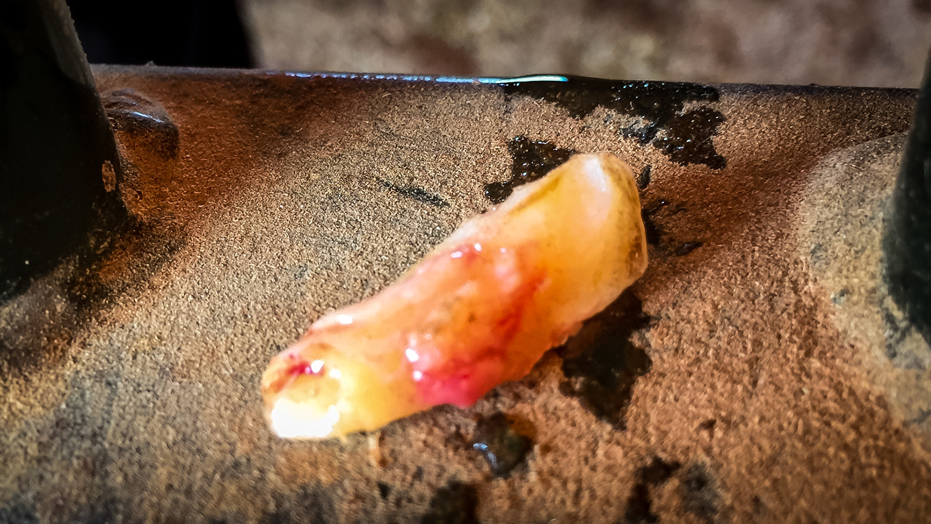 Incisor fracture horse - The upper 202 and the lower 302 incisors are both fractured in this horse. Cause is unknown but trauma is suspected. This series shows the before and after removal of the dead pieces of tooth with various views of the extracted pieces.