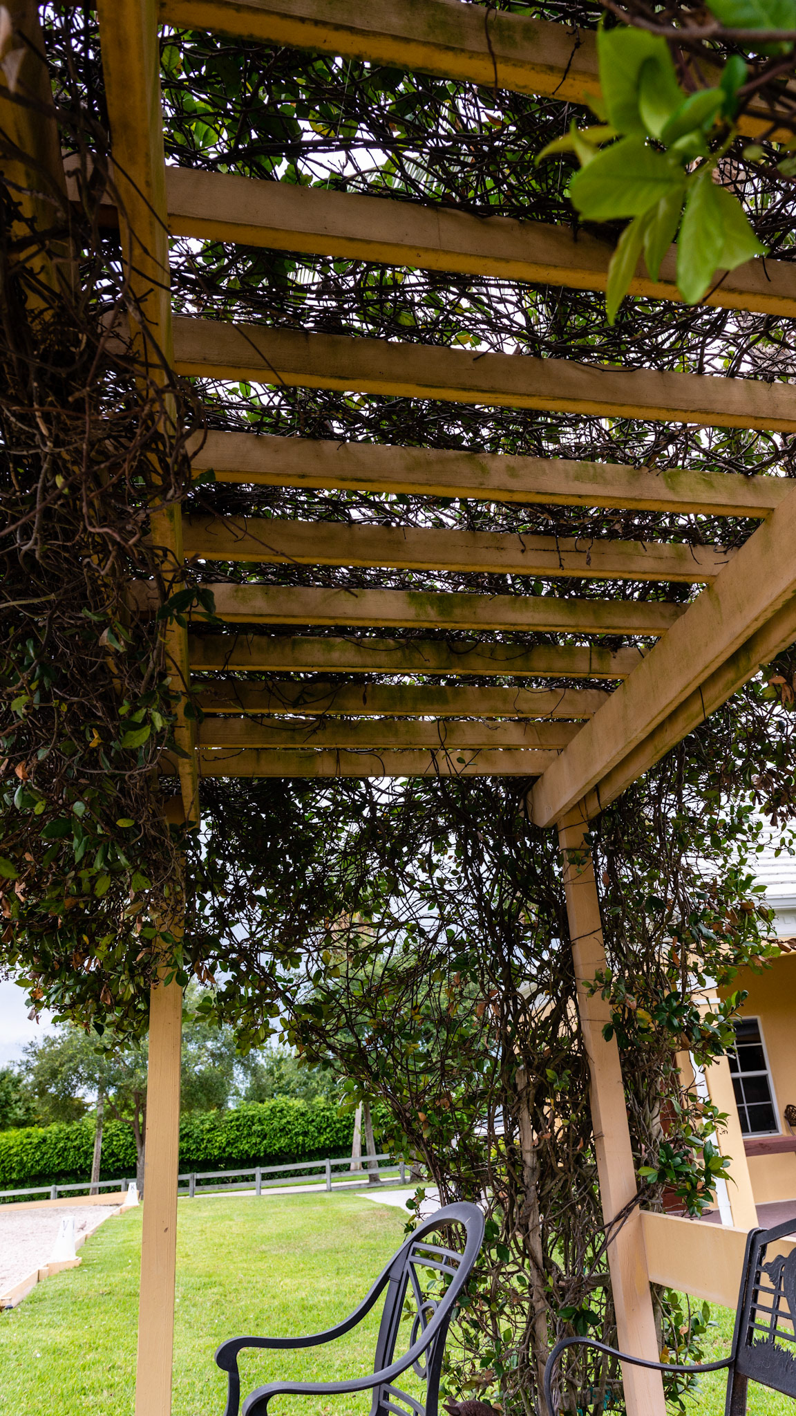 Dressage ring observation platform is made with a pergola that is covered with vegetation in Wellington, FL