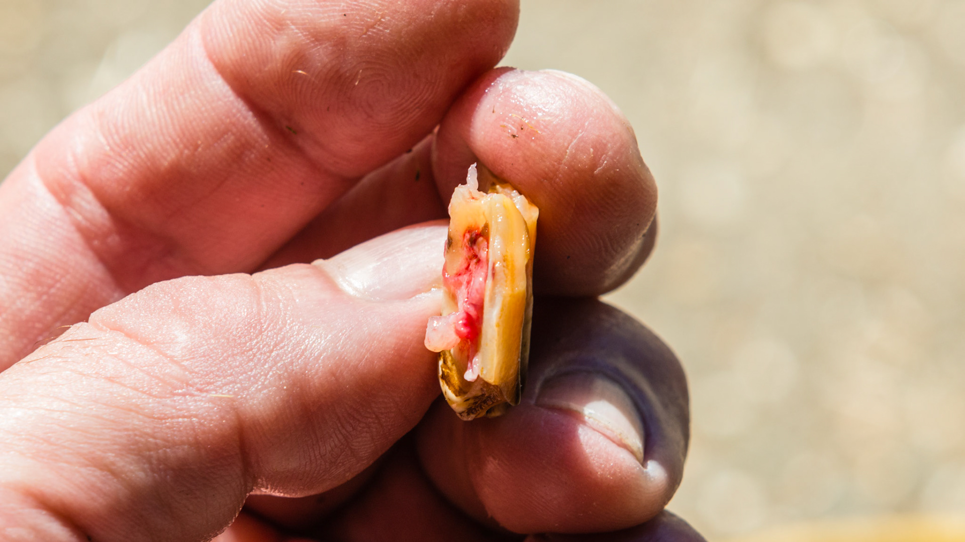 #208 buccal sagittal fracture seen removen in video 140908_extract fractured piece. The rostral edge.