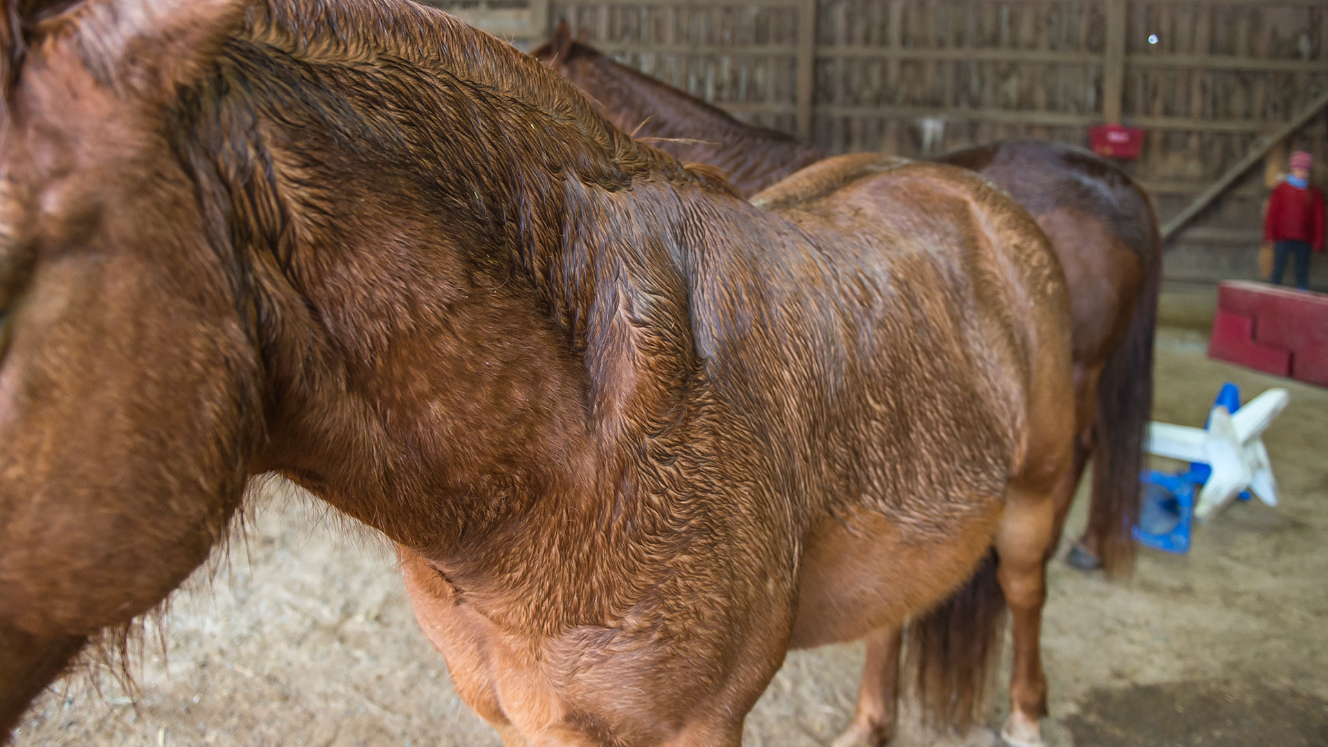 Assertion by some male horses can cause damage to the shoulder areas of the less dominant horse as seen in these photos. This horse has non-painful masses in front of the shoulder blade associated with the horses biting and holding onto the flesh of this horse.  In more aggressive horses, this damage can be more severe leading to a hole from one side of the neck to the other.