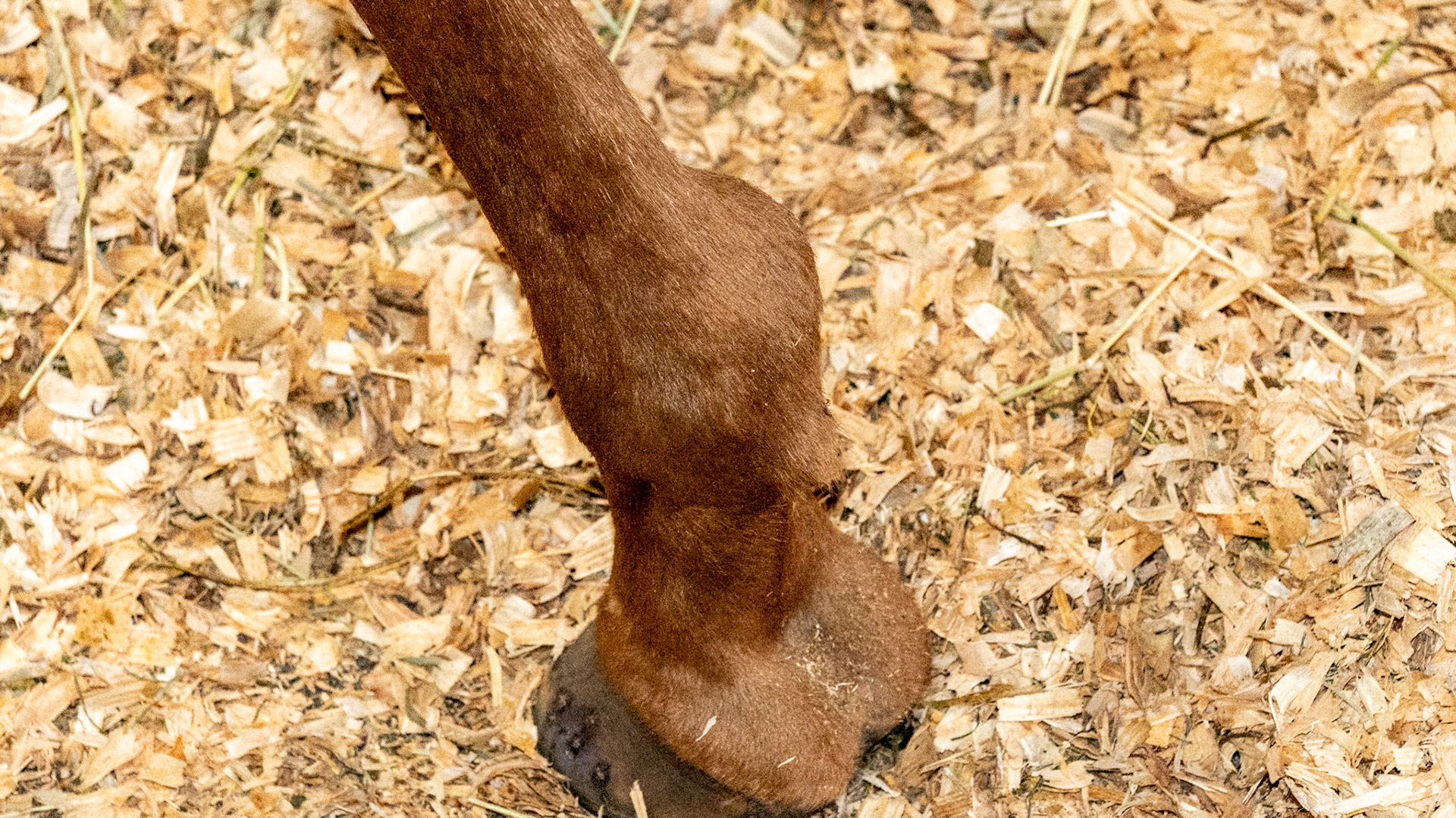 Hard bony lump on lateral side of RF fetlock. Possibly a fractured sesamoid. An old injury in this 24 yr old. Non-painful.