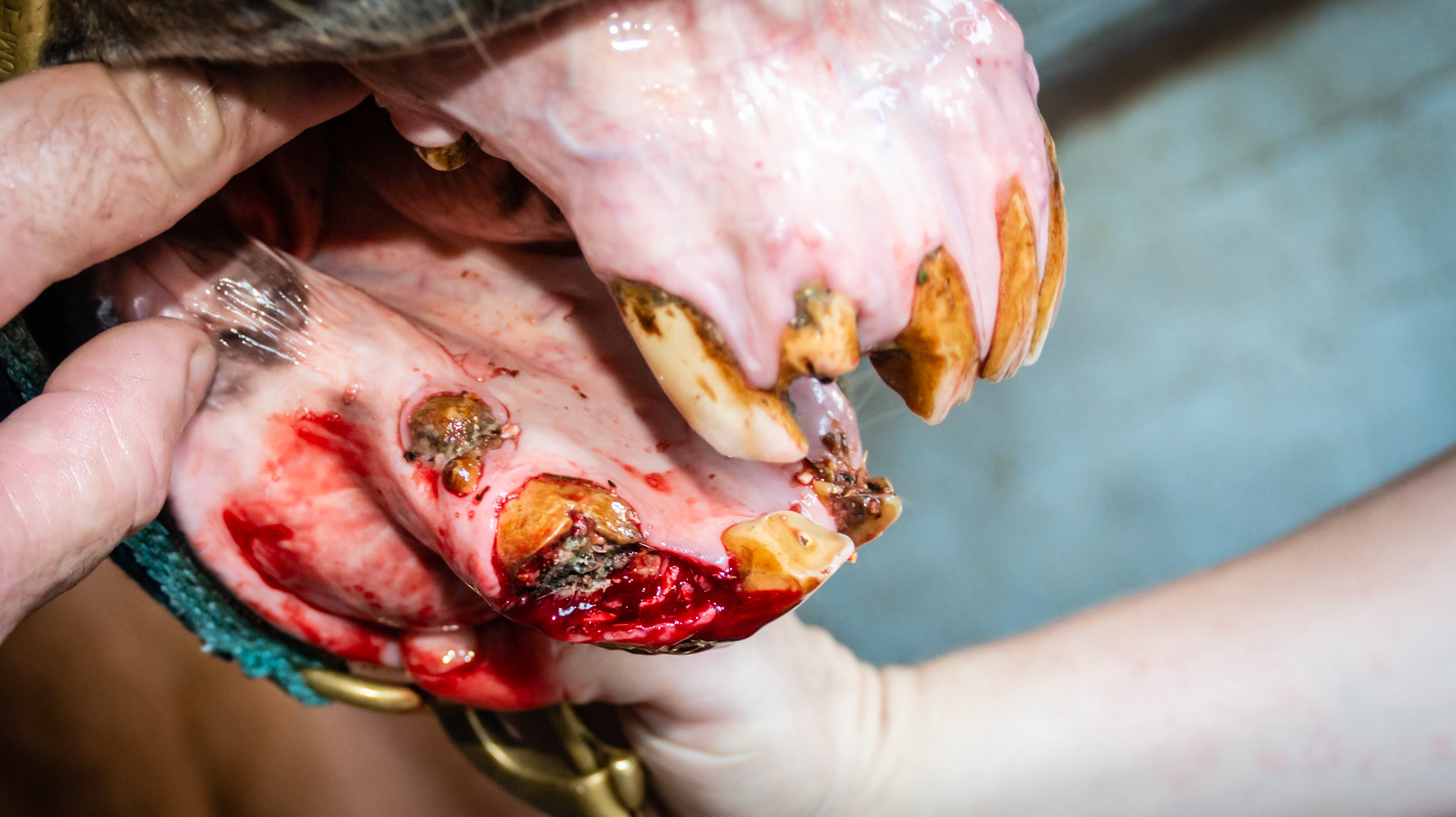 EOTRH horse 6 - 29 yr old, 403 fractured, good body condition and no difficulties chewing, cheek teeth are in good condition.