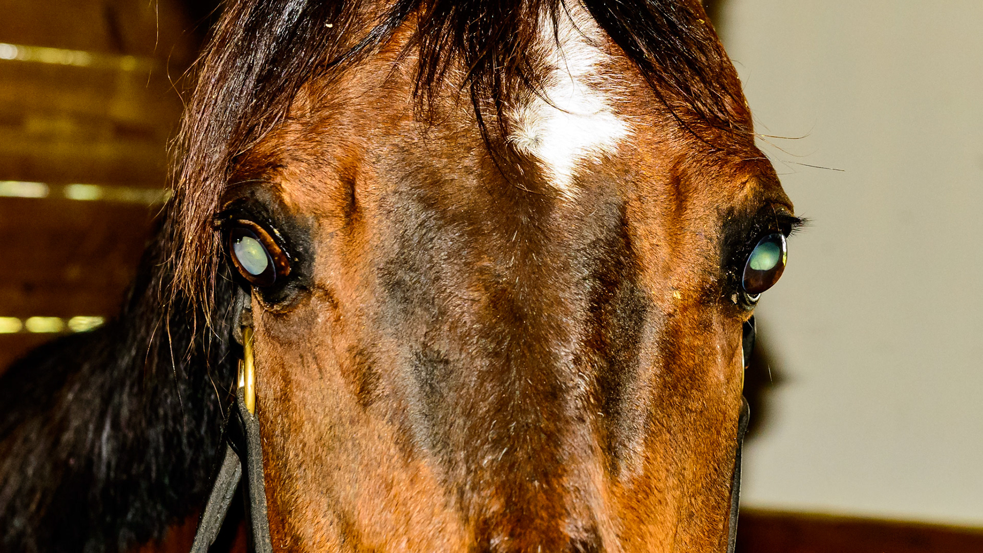 Glaucoma of the left eye. Sudden onset of unknown origin. Intraocular injection of an antibiotic killed the bacteria causing the blockage and decreased the pressure within the eyeball but the damage was permanent.  The horse is blind in this eye but is pain free.  Daily doses of a topical NSAID keeps the pressure around 70.  Normal is about 10.  Note smaller pupil of the unresponsive damaged left eye.