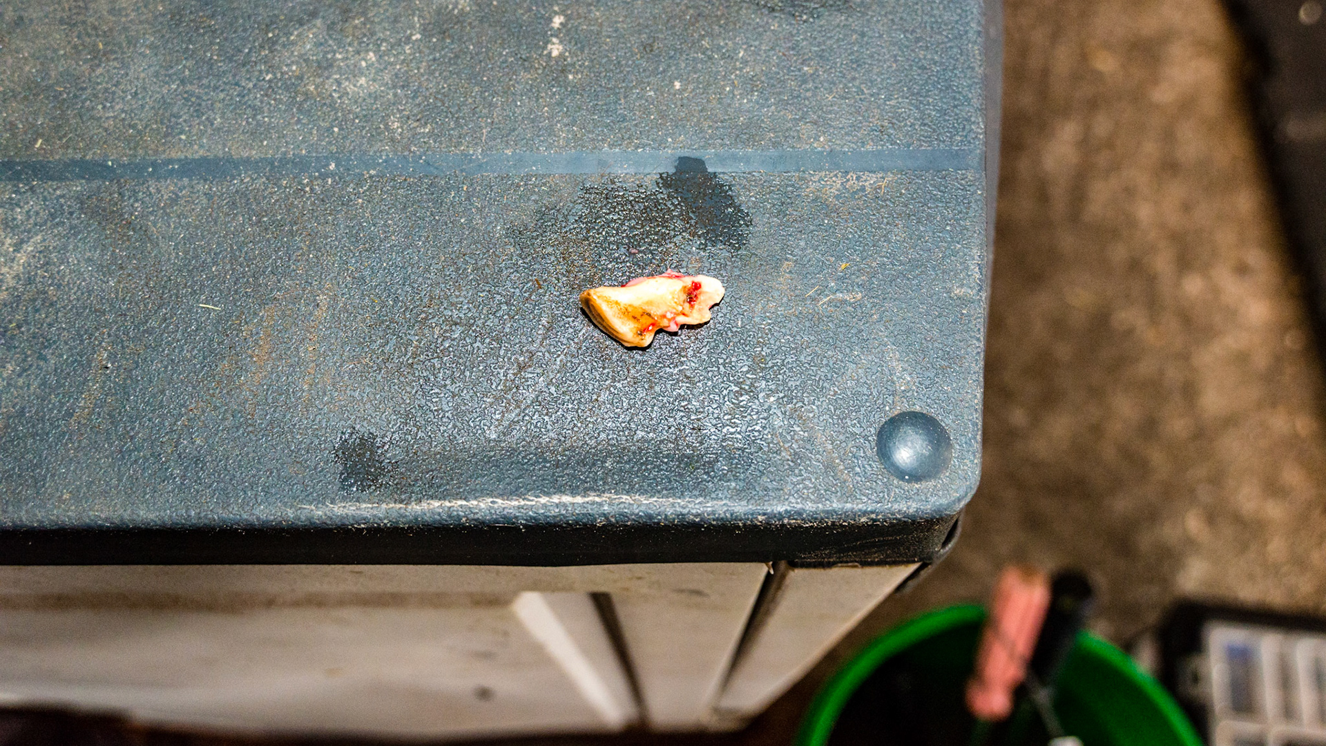 Horse A- 53 removed, palatal side