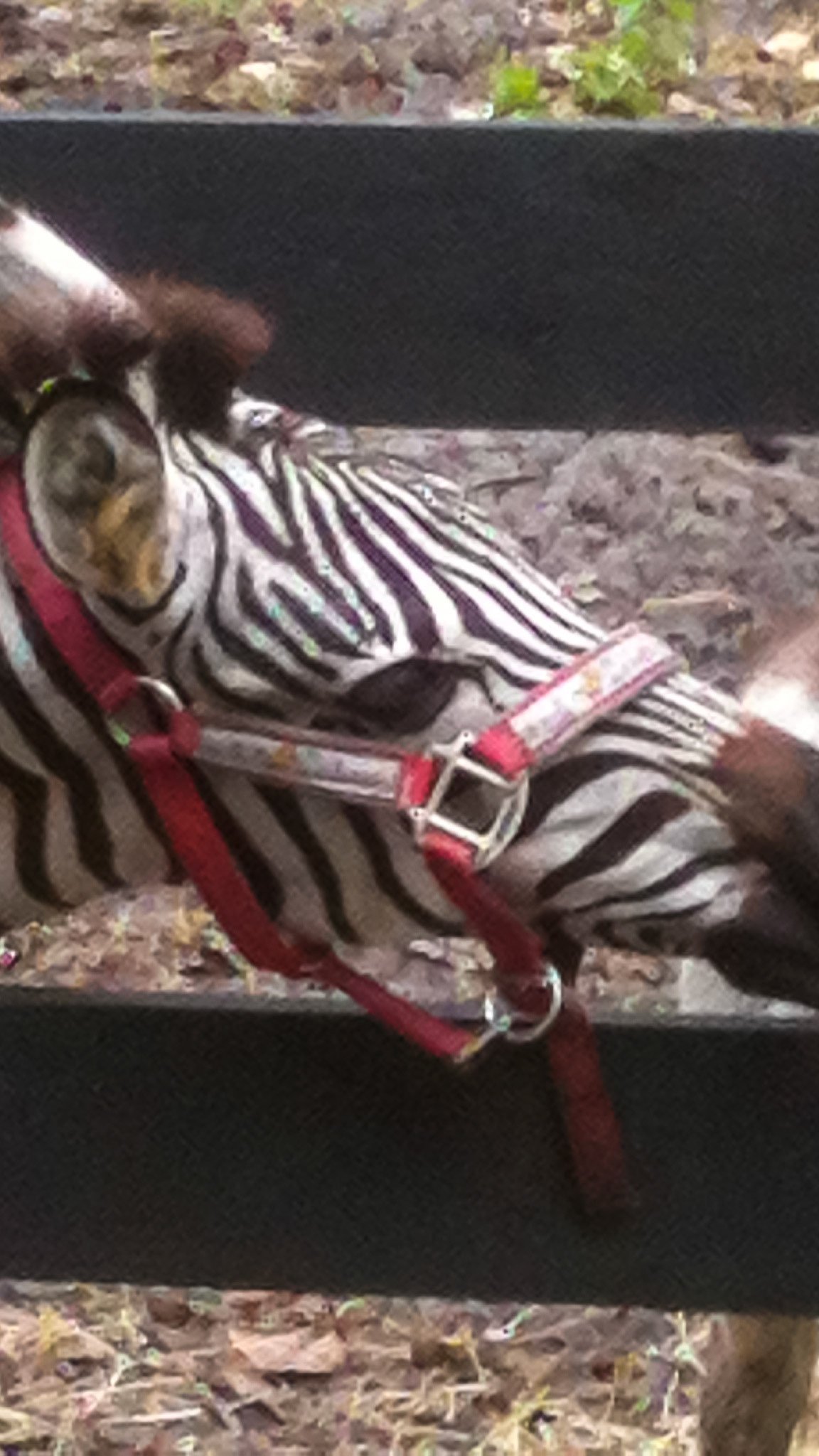 Zebra on a horse farm.