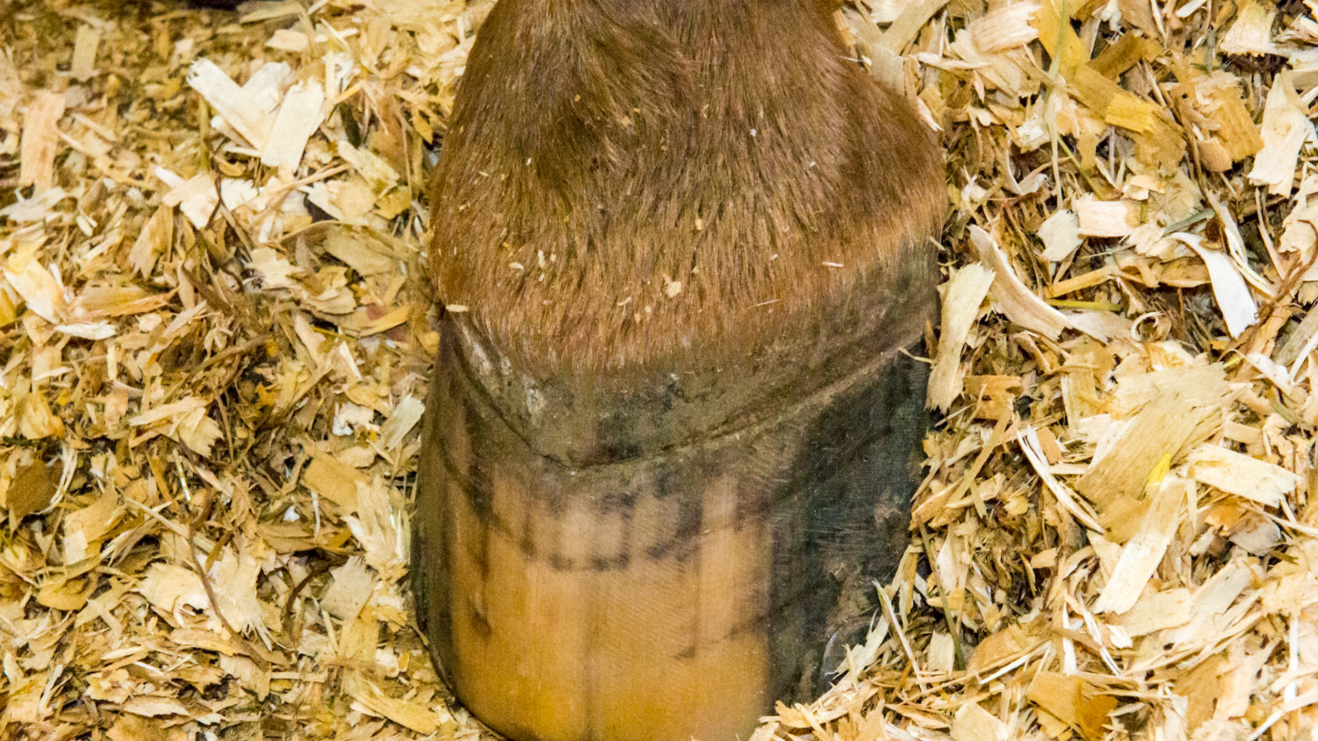 Mature Appaloosa G that foundered 3 months earlier. Growth rings are prominent on all 4 hooves.  This is the LH hoof.